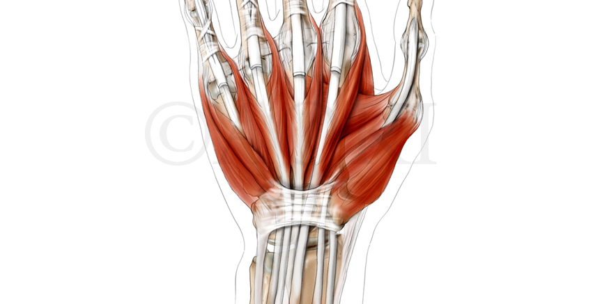 Anatomize_Homepage_Slider-6.jpg
