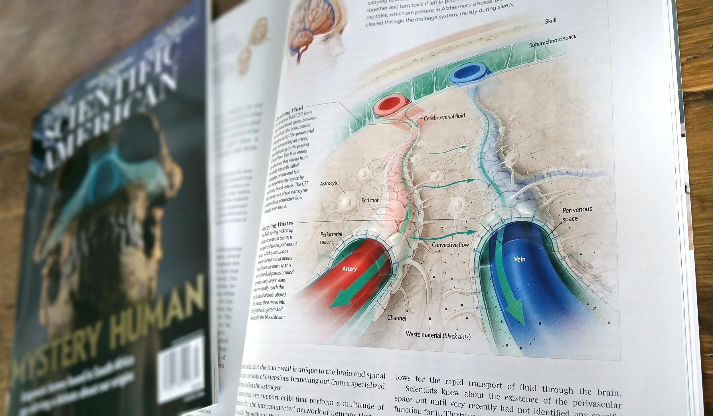 Featured in Scientific American Magazine! Fascinating story about the brain's "glymphatic" system and its implications on sleep and diseases such as Alzheimer’s