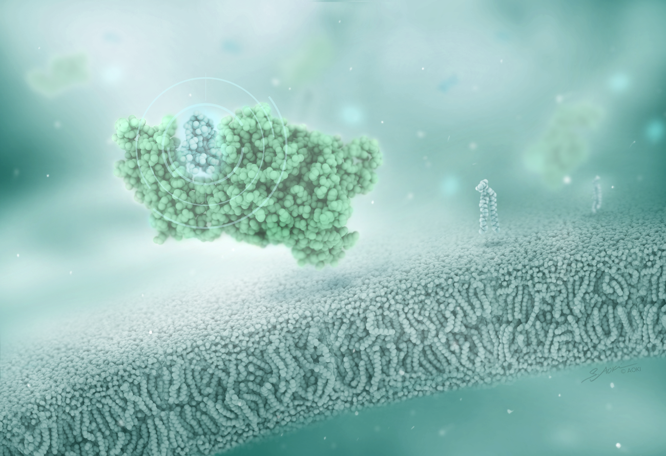 Drug interaction with CPLA2 protein