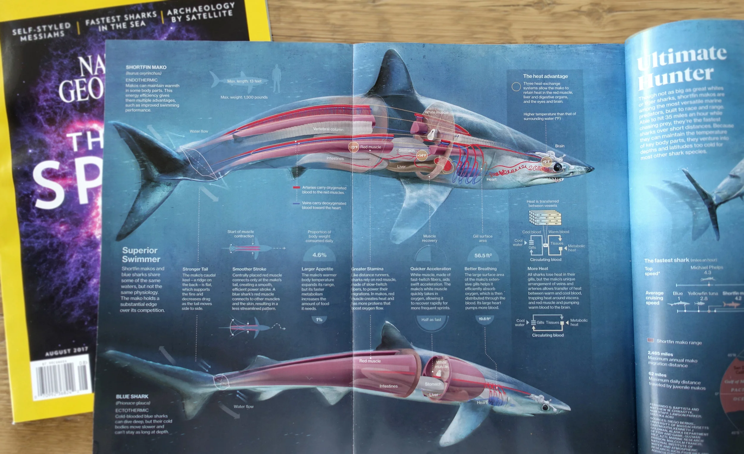 National Geographic centerfold for our illustrations on the FASTEST shark in the ocean, the shortfin Mako!