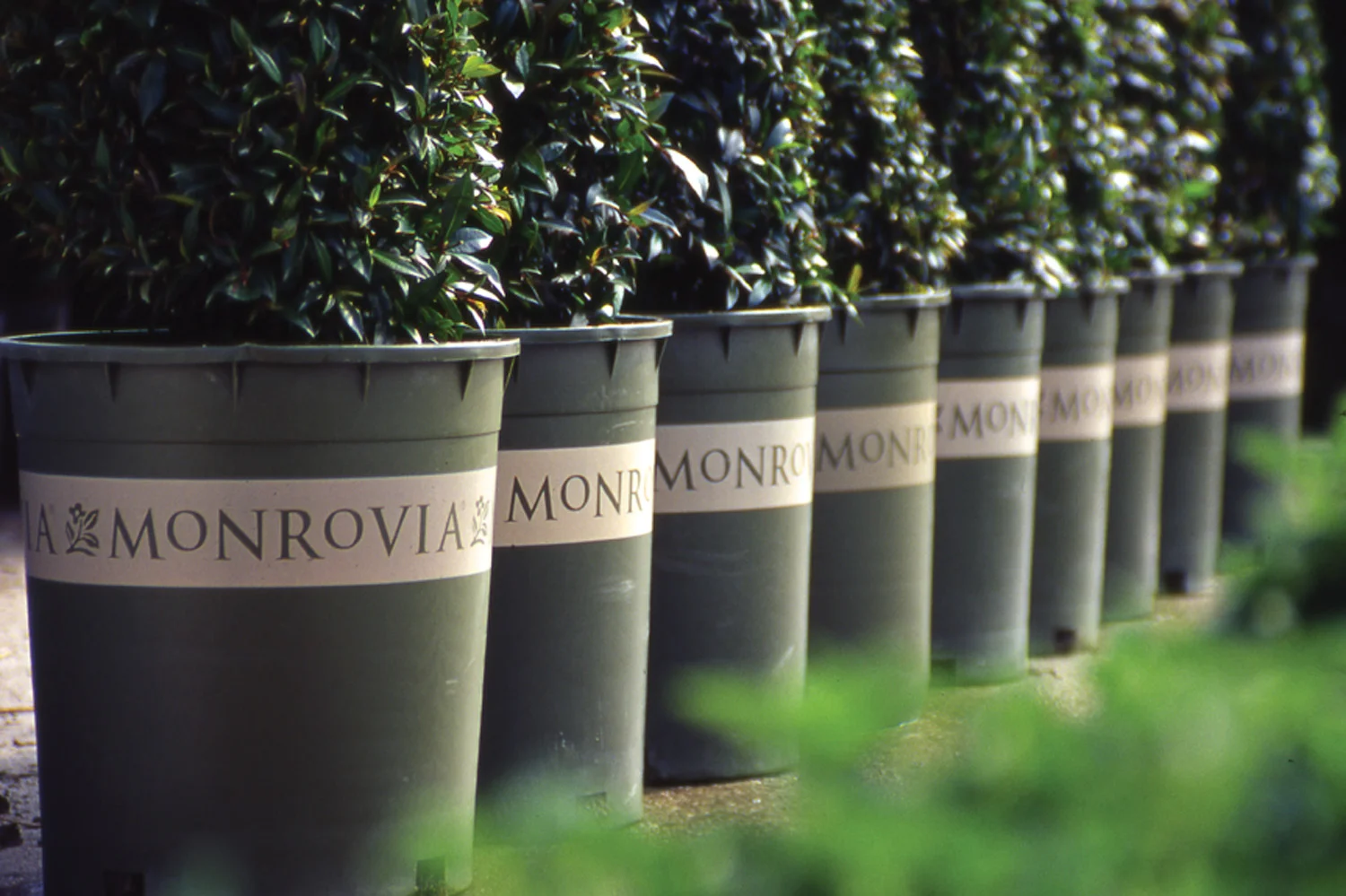 Monrovia Plants / Branding, Identity, Packaging, Advertising