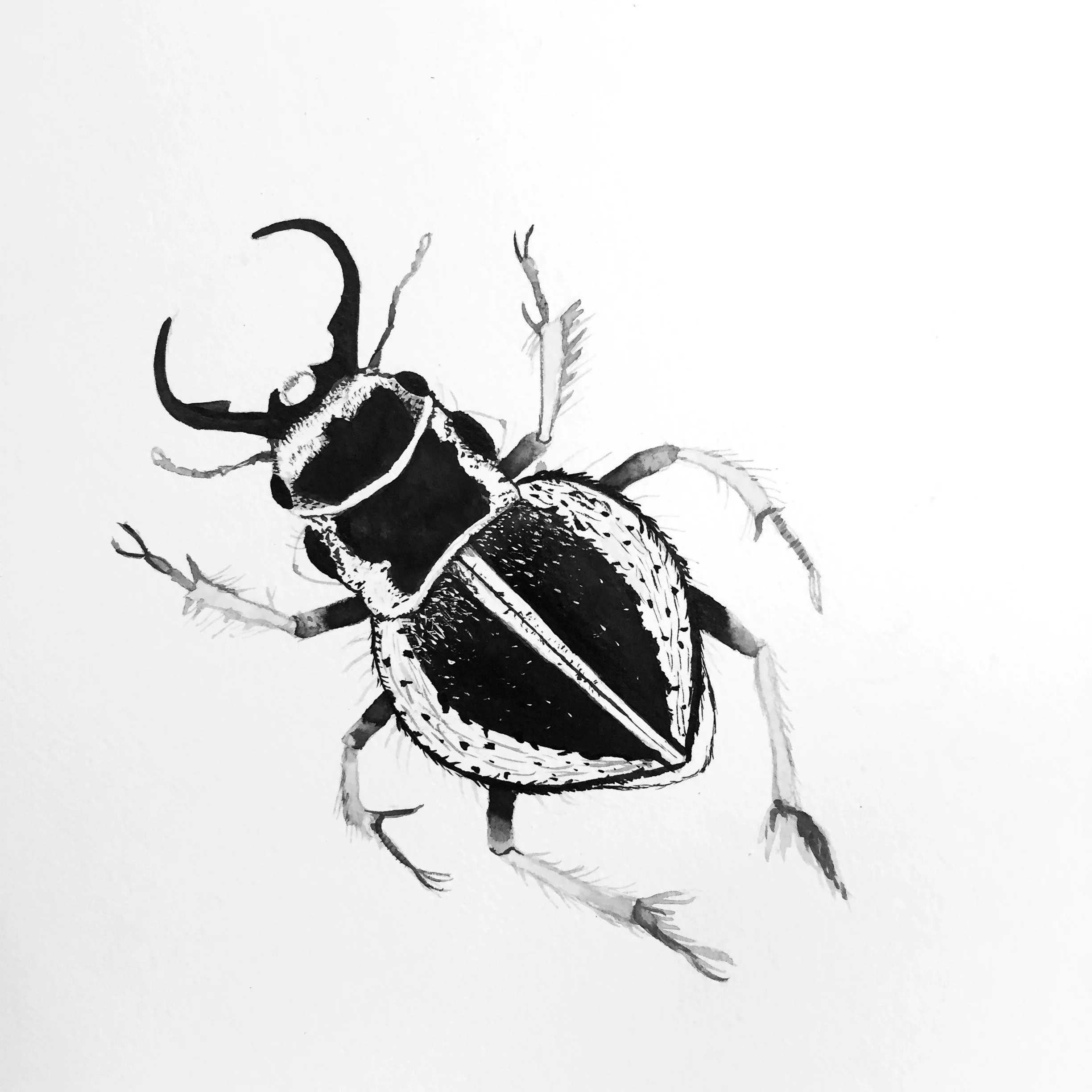 Beetle