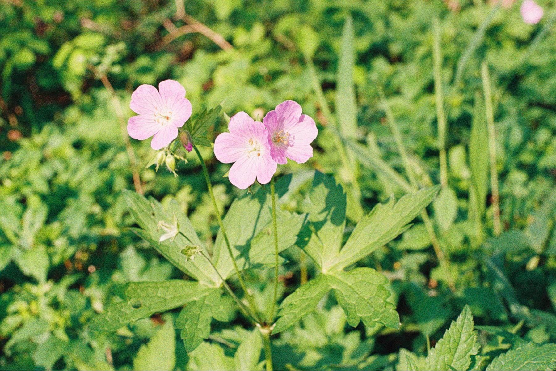 wild geranium.JPG