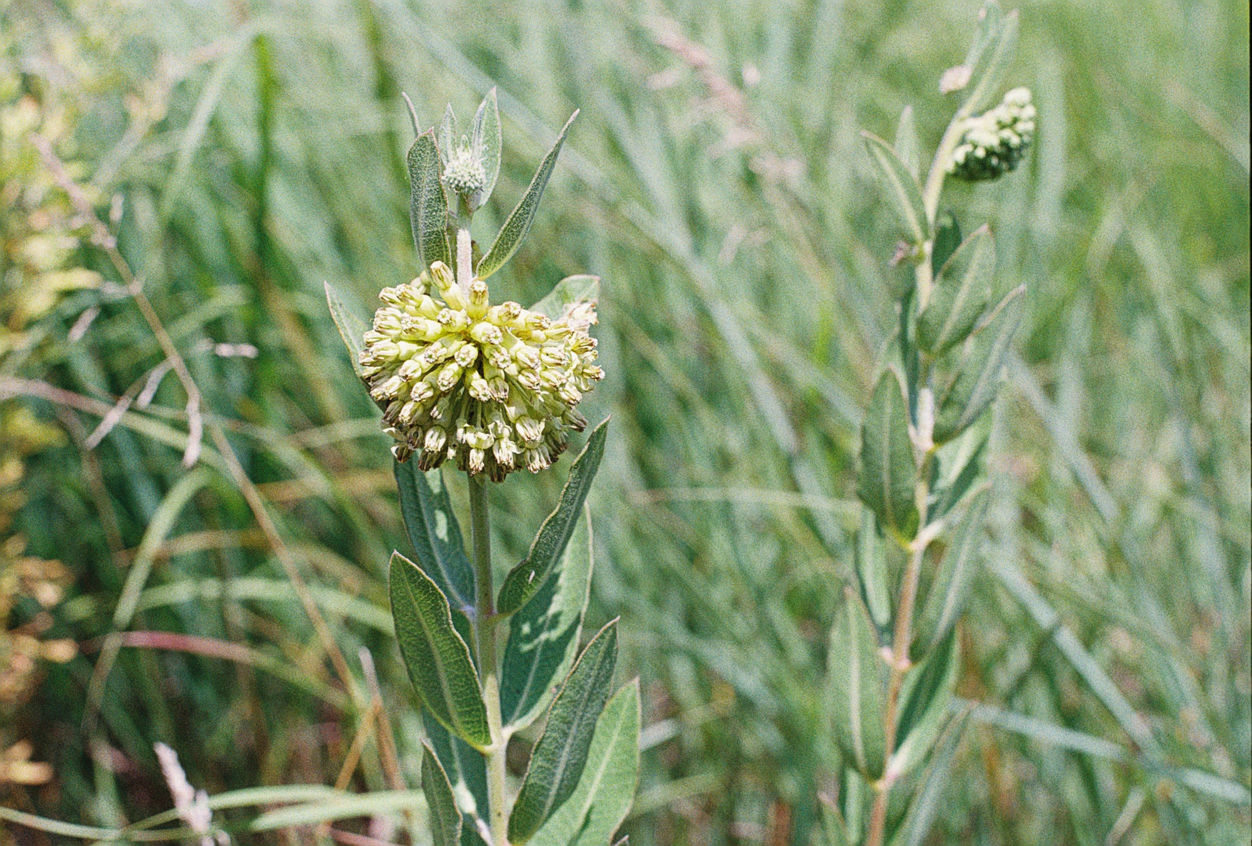 asclepias viridiflora.JPG