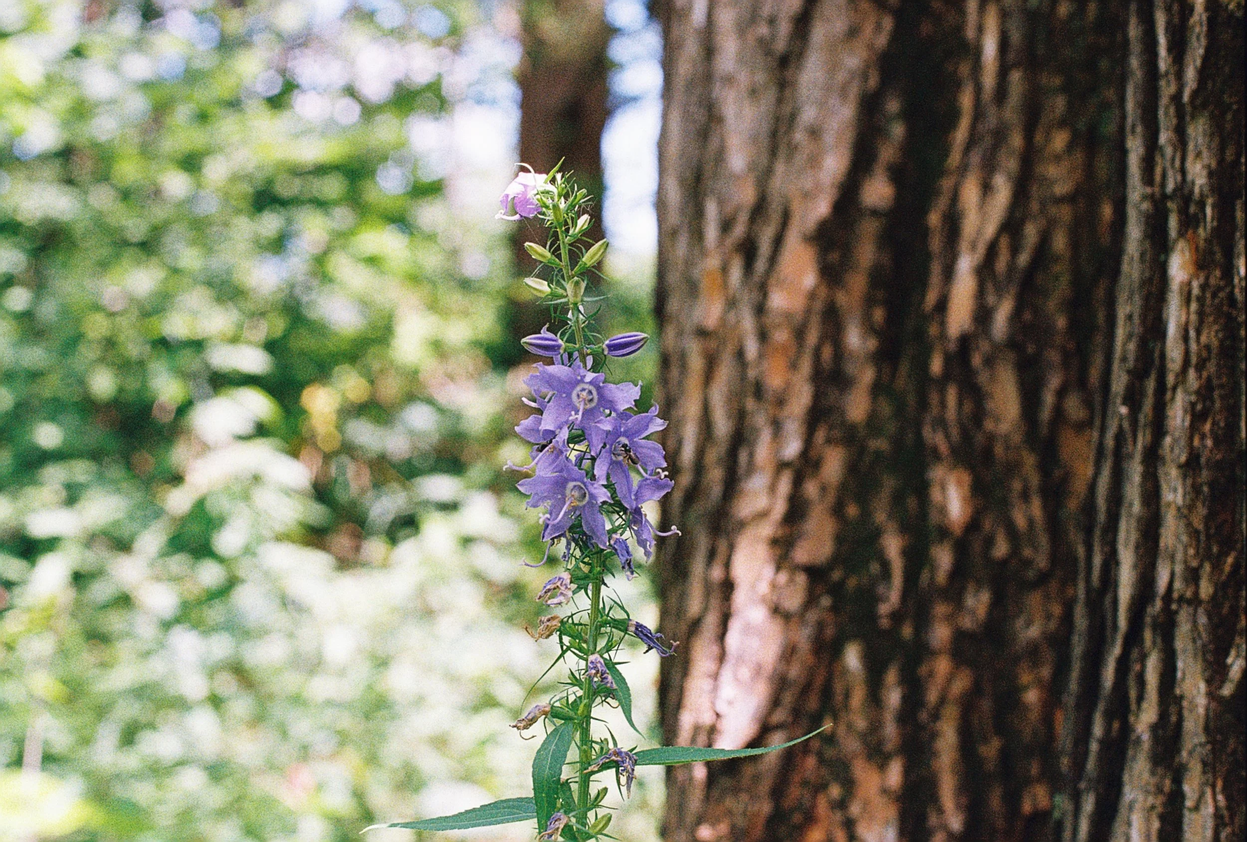 campanula americana 2.JPG