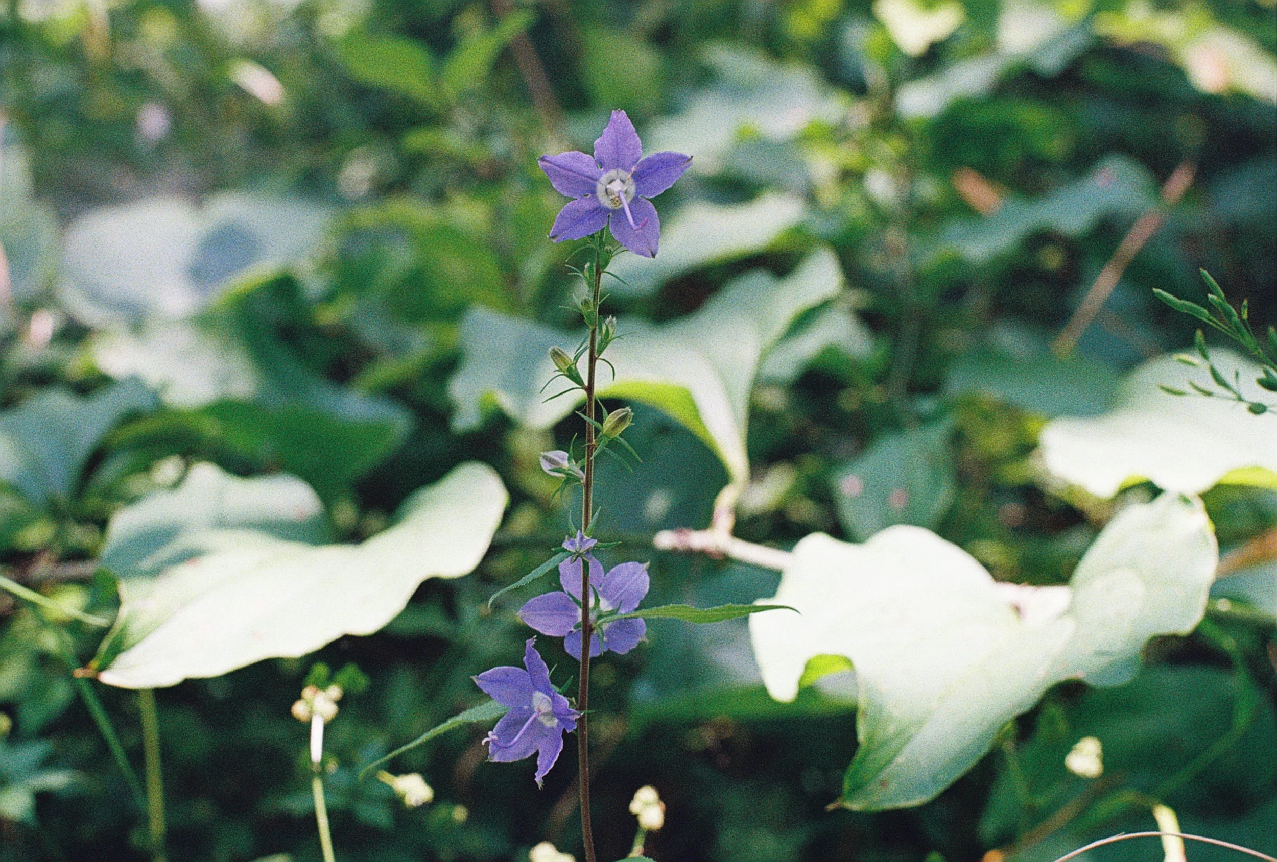 campanula americana.JPG