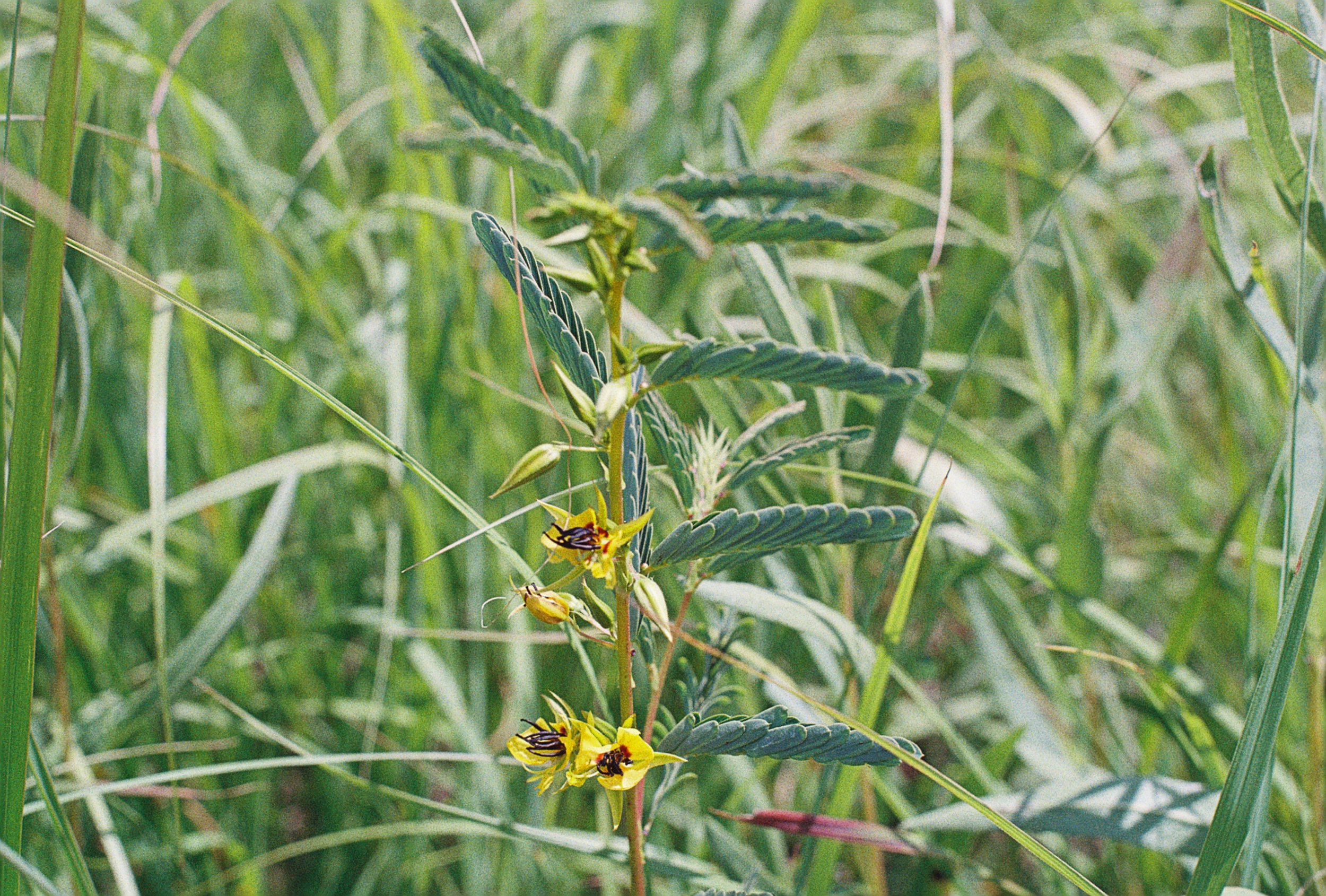 chamaecrista fasciculata.JPG