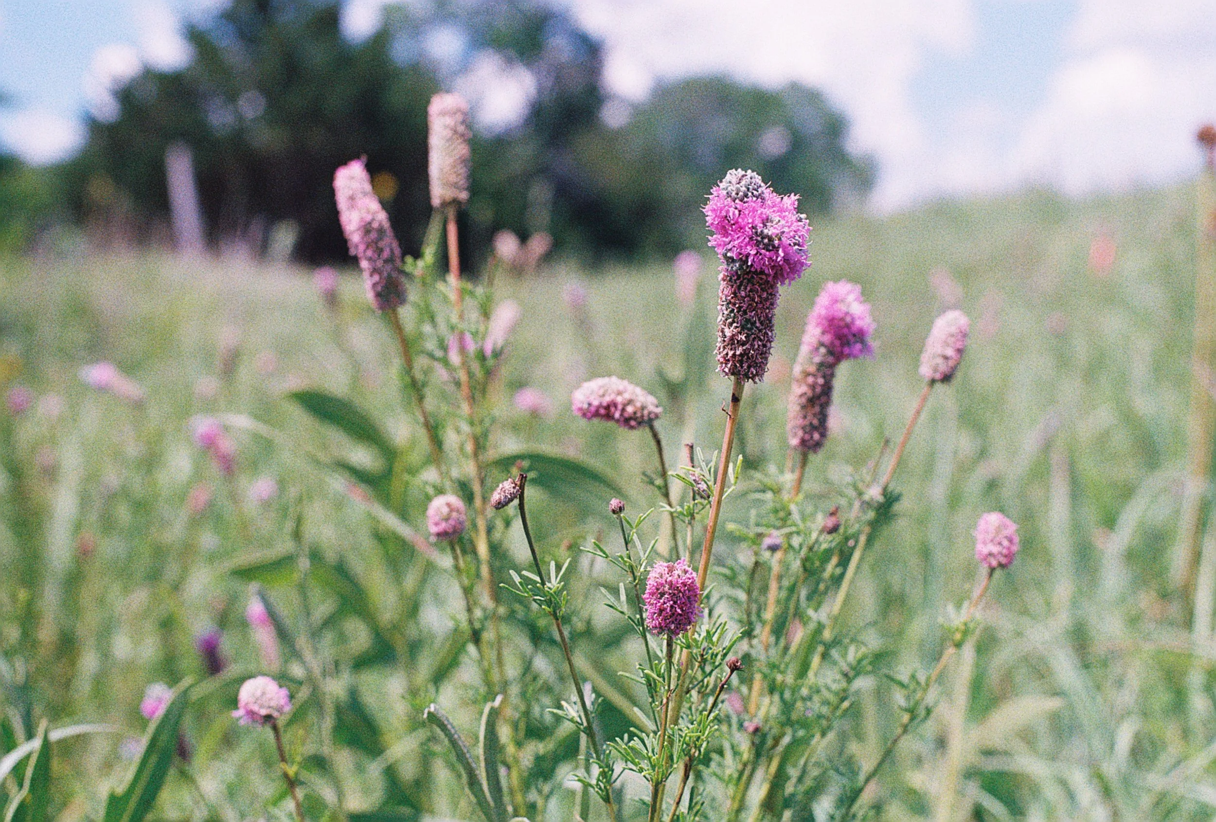 dalea purpurea 3.JPG