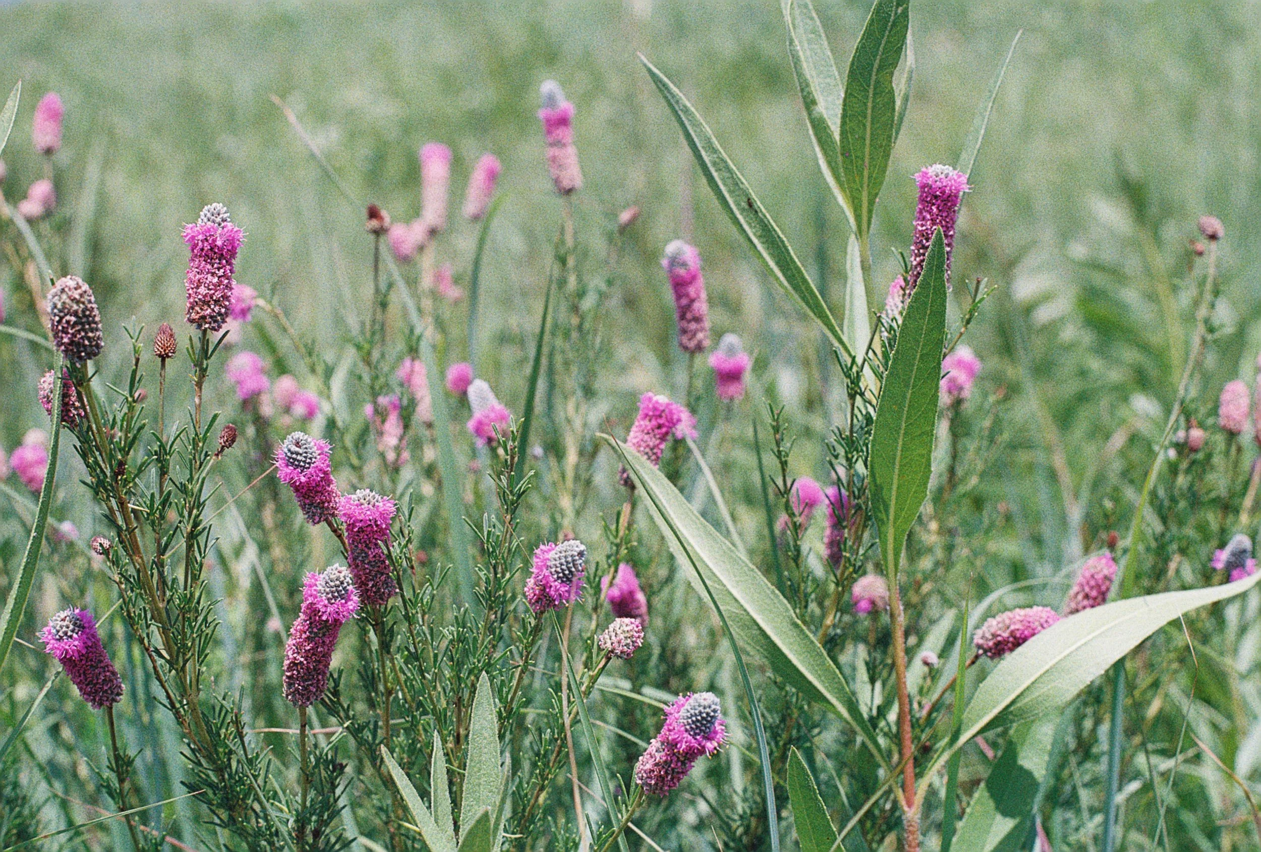 dalea purpurea.JPG