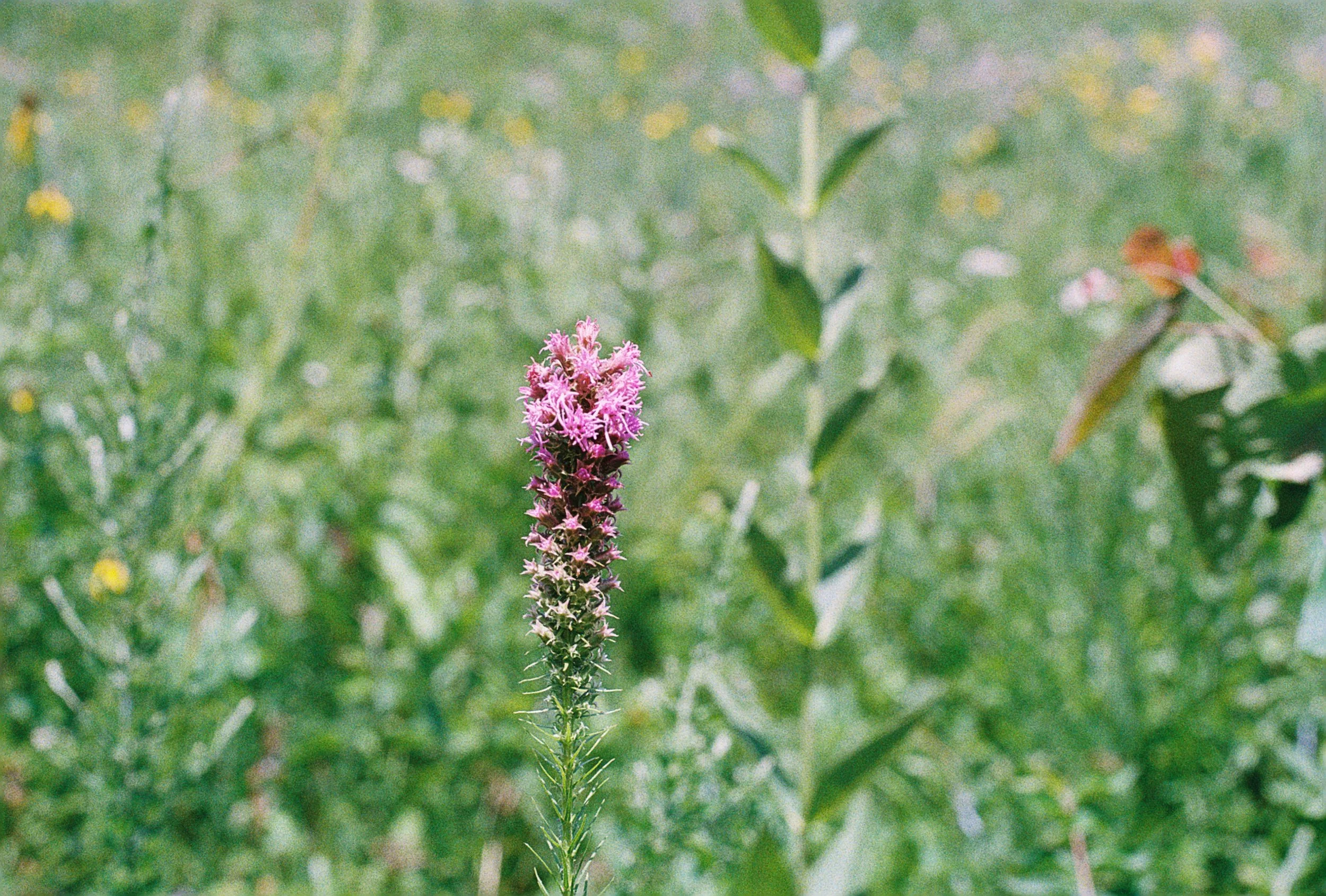 liatris 3.JPG