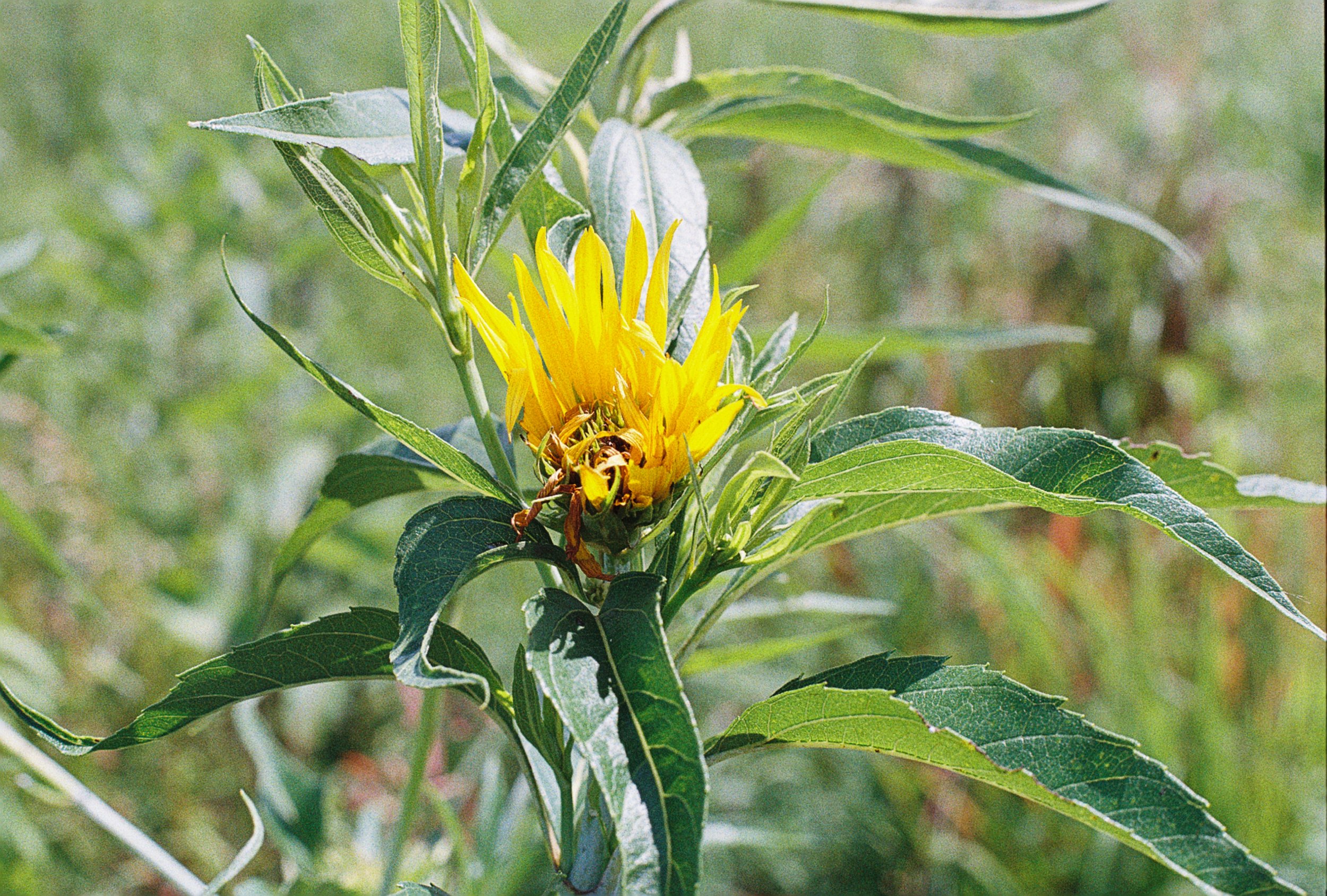 helianthus pauciflorus.JPG