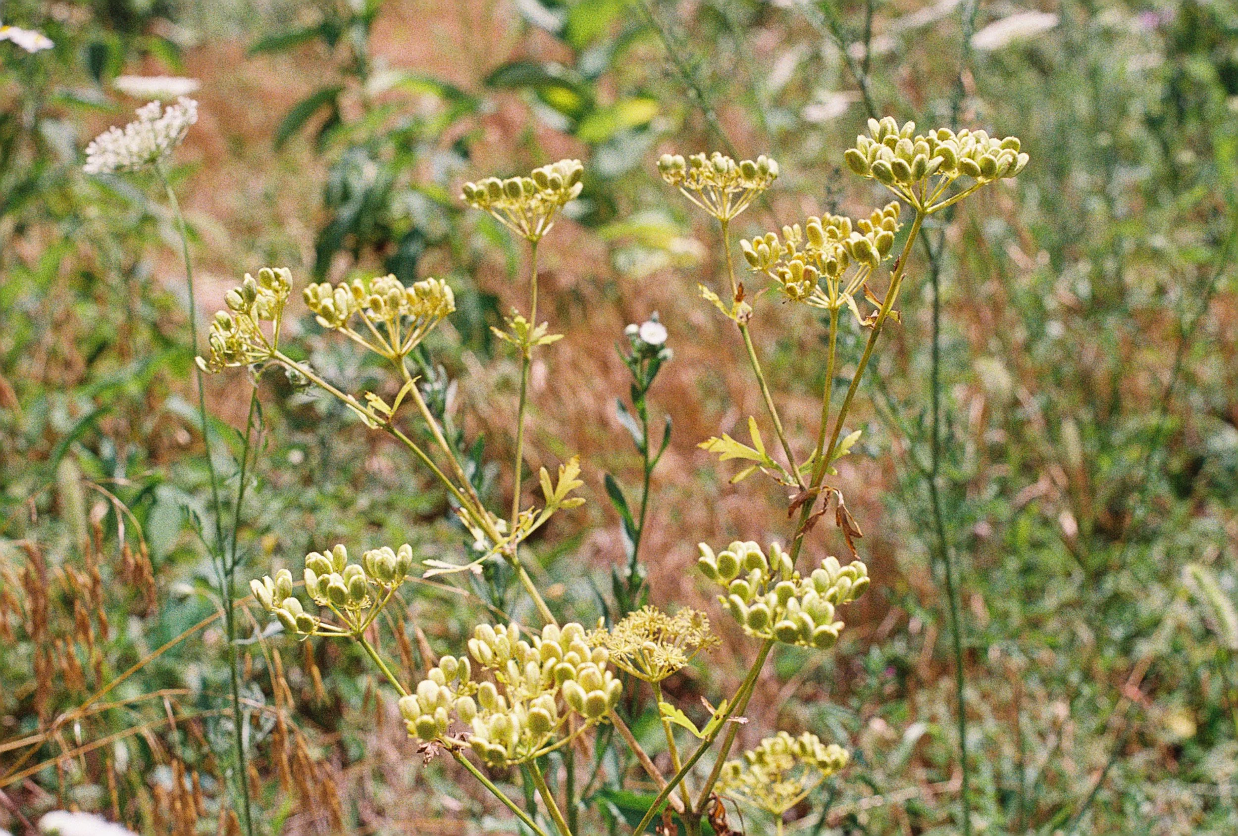 polytaenia nuttallii.JPG