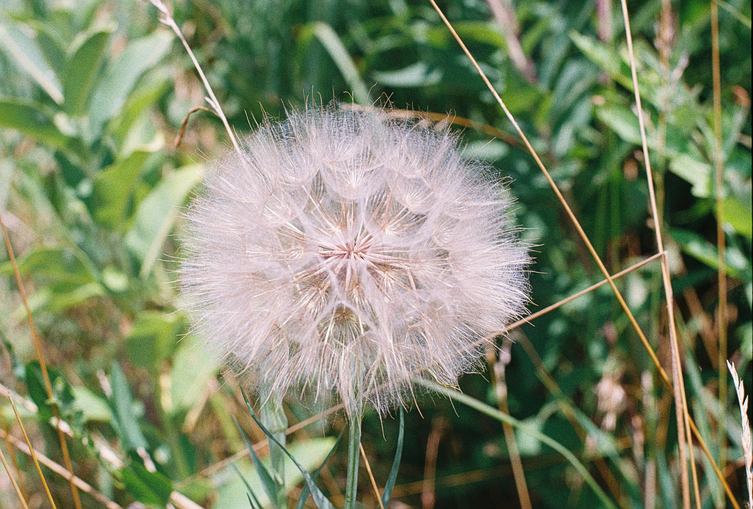 salsify seed.JPG