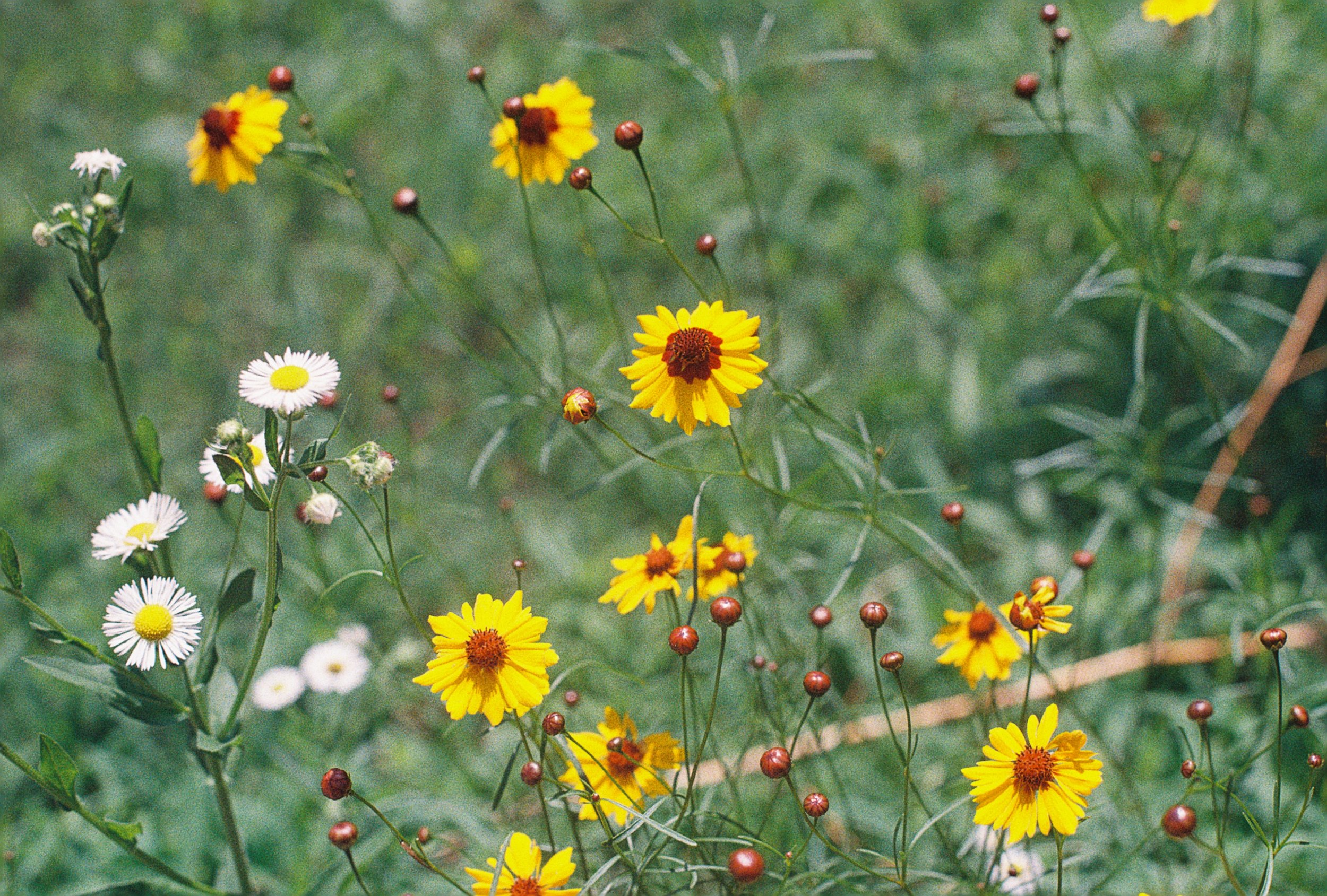 coreopsis tinctoria.JPG