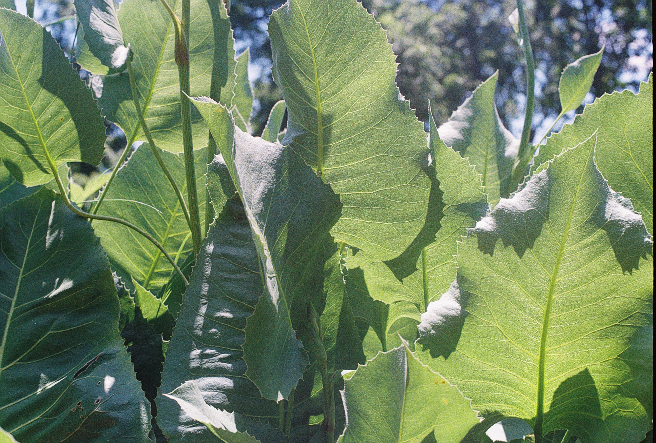prairie dock leaves.JPG