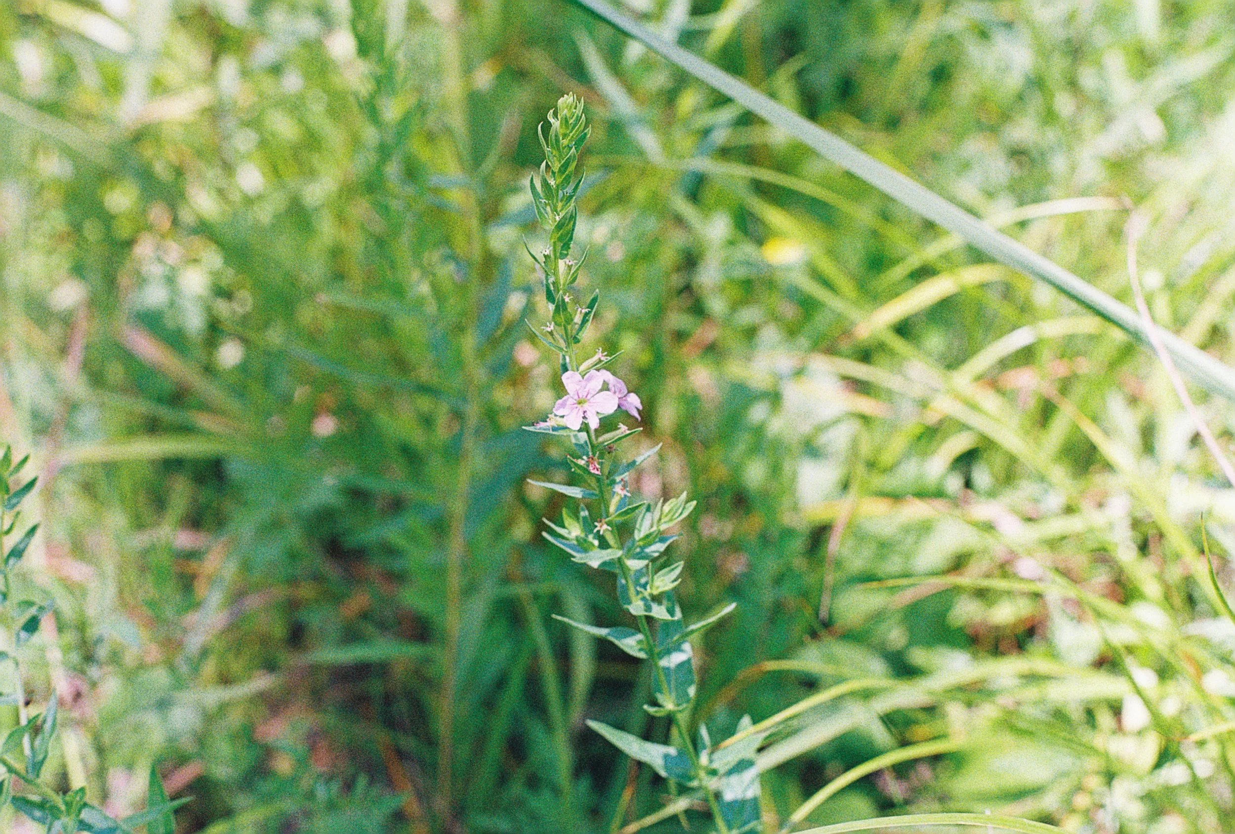 lythrum alataum 2.JPG