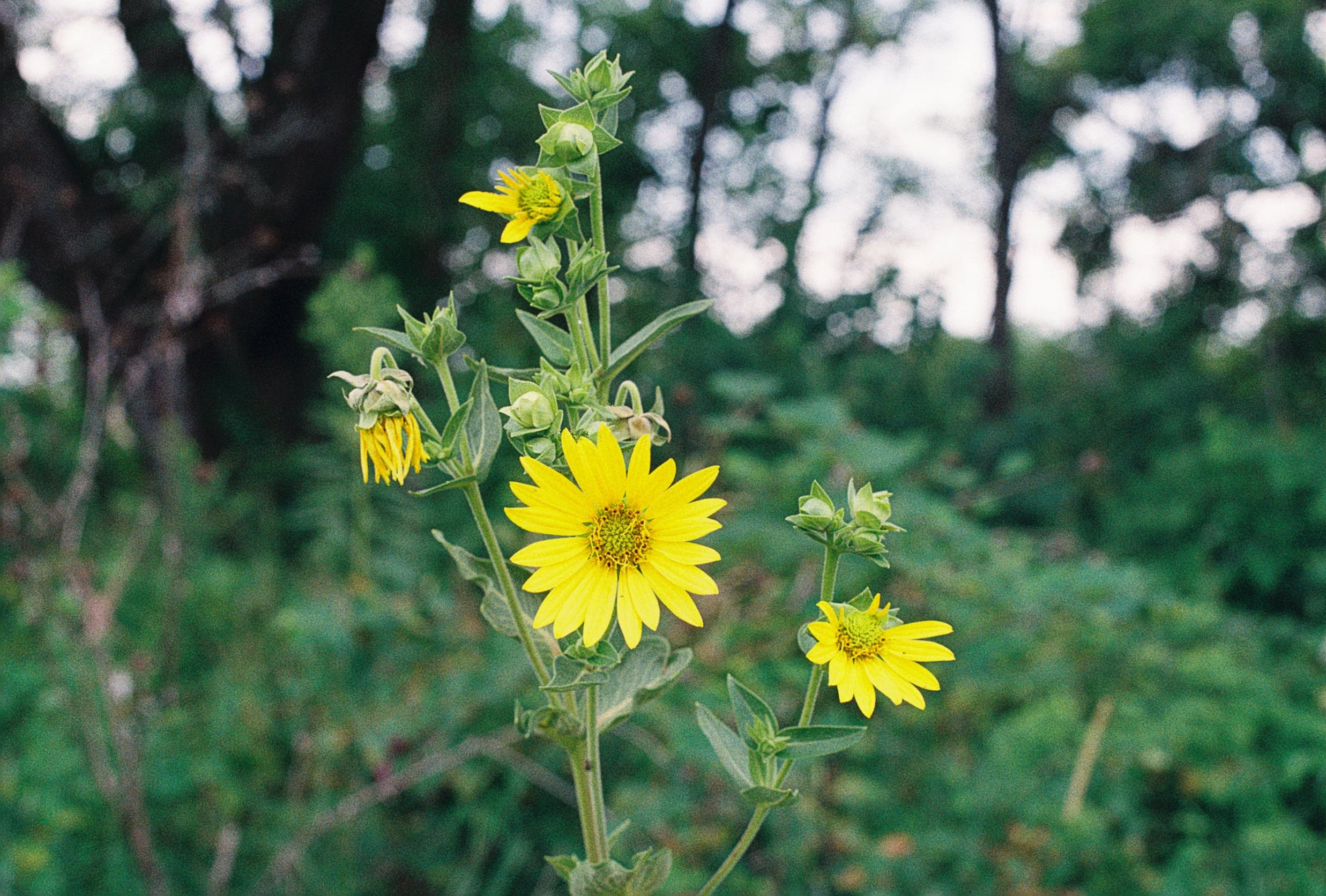 R1-07946-018A.png