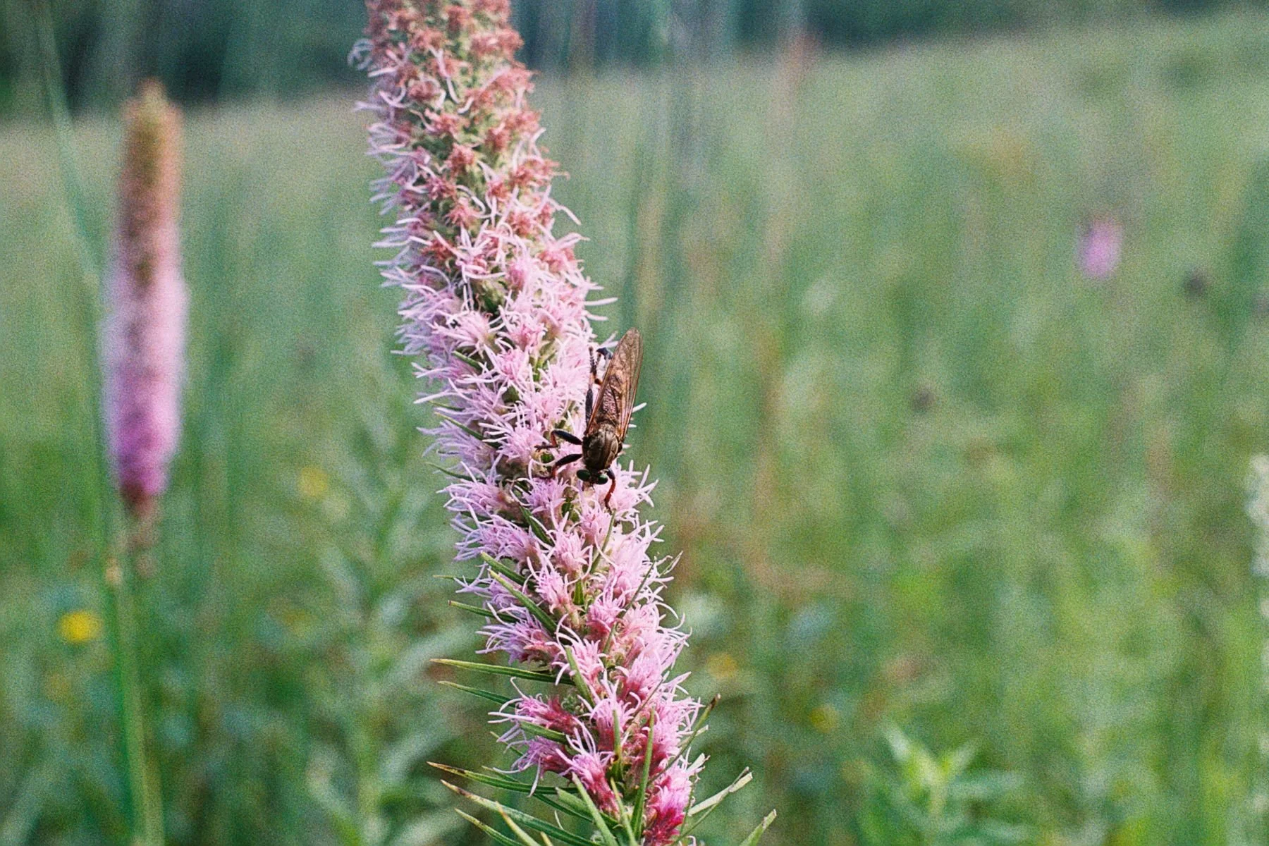 robber fly on liatris.jpg