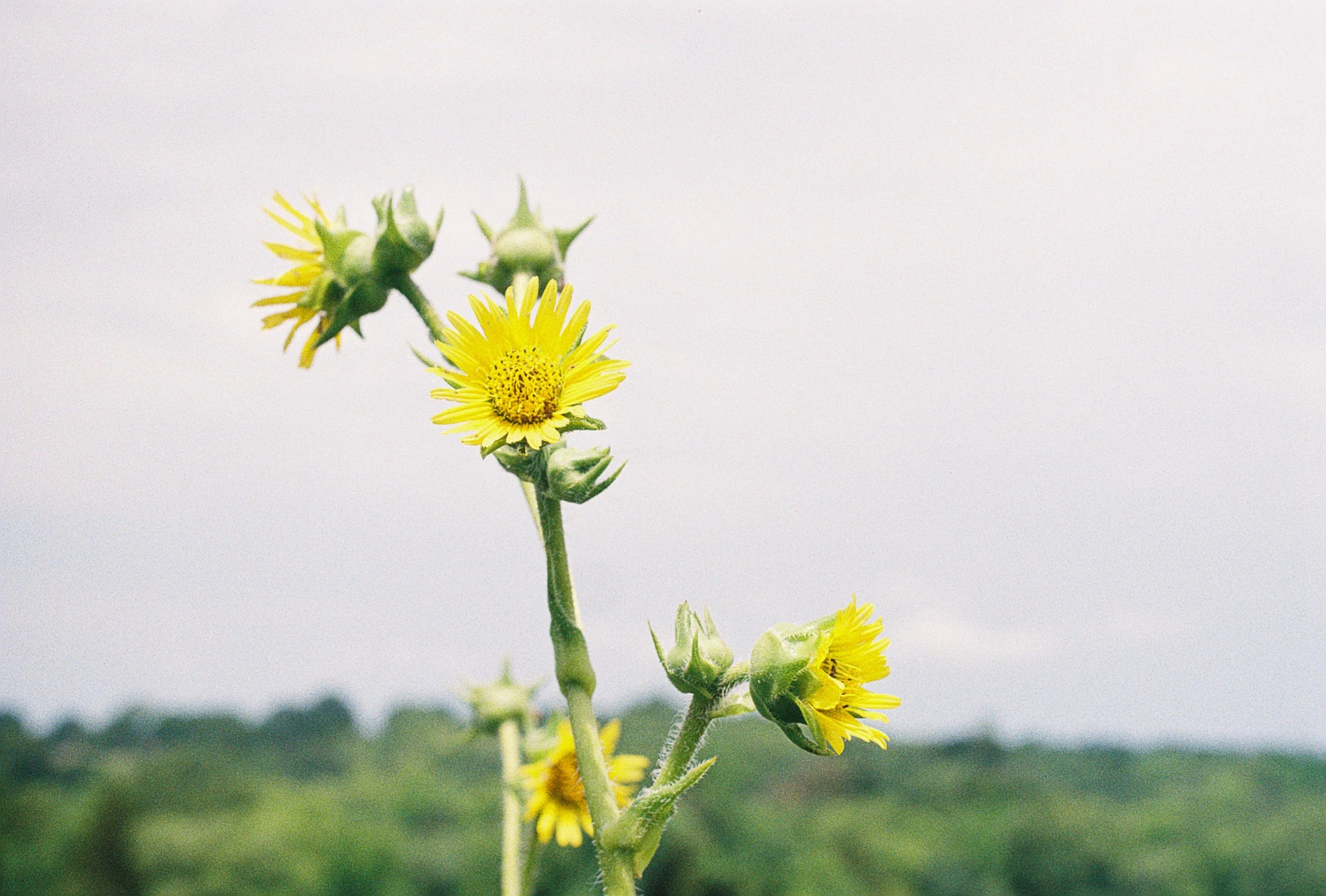 compass, silphium laciniatium 2.JPG