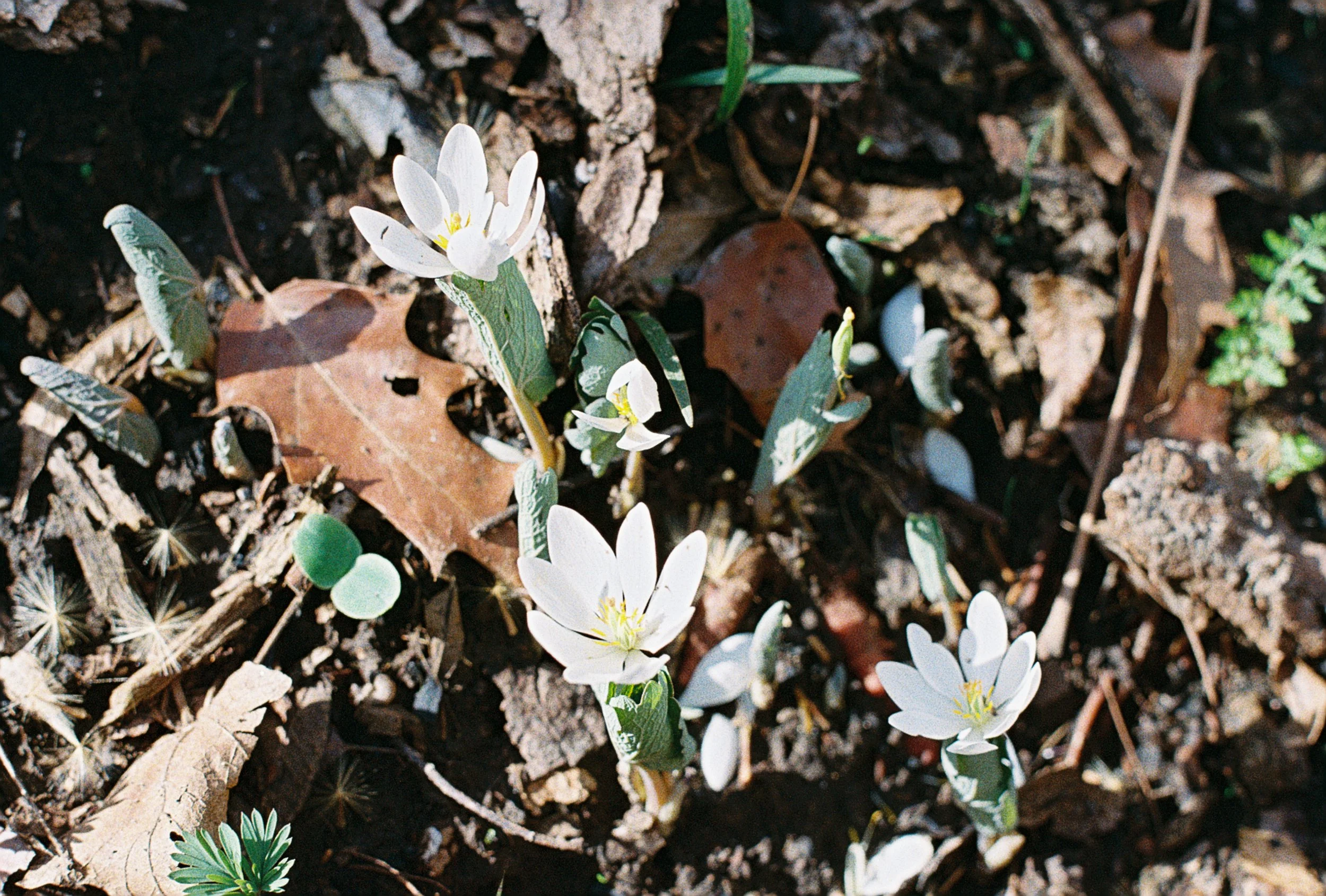 bloodroot 2.JPG