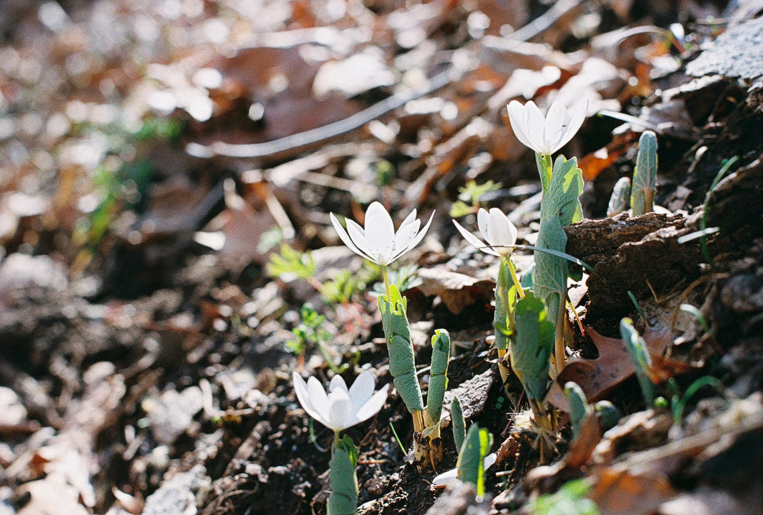 bloodroot 1.JPG