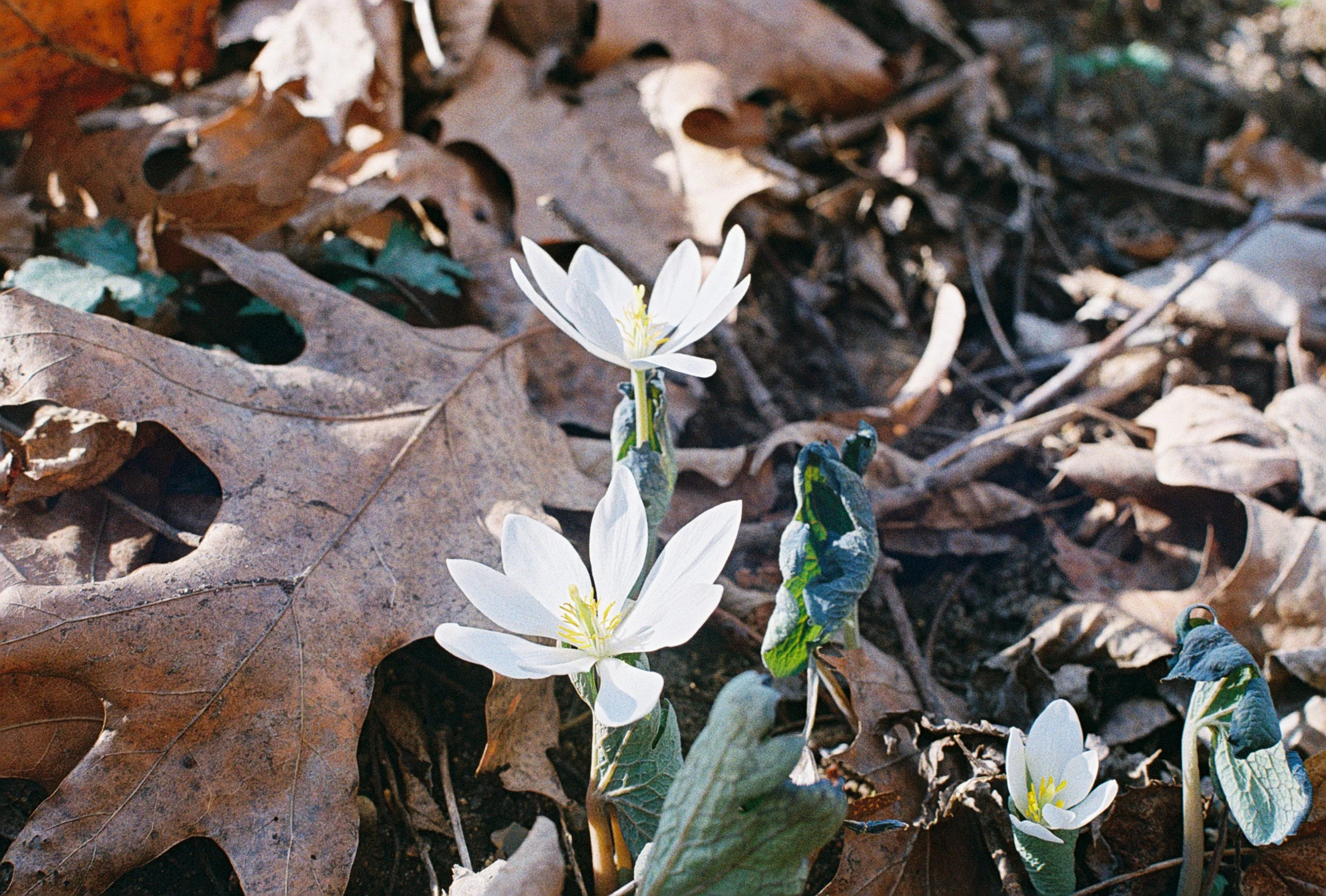 bloodroot 3.JPG