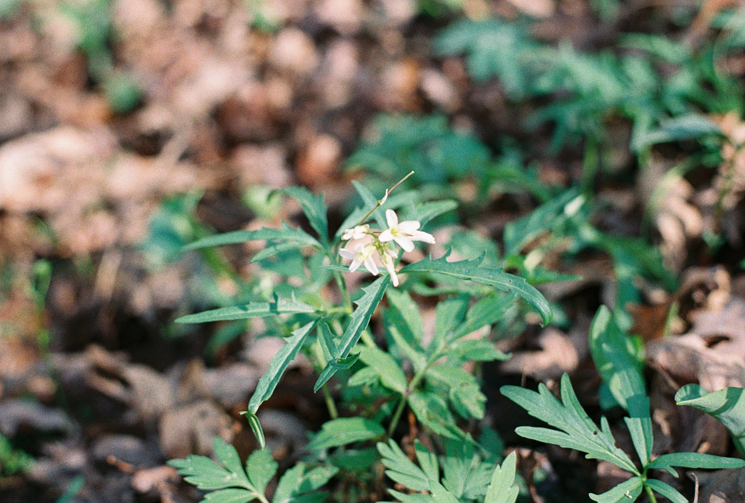 cutleaf toothwort 2.JPG
