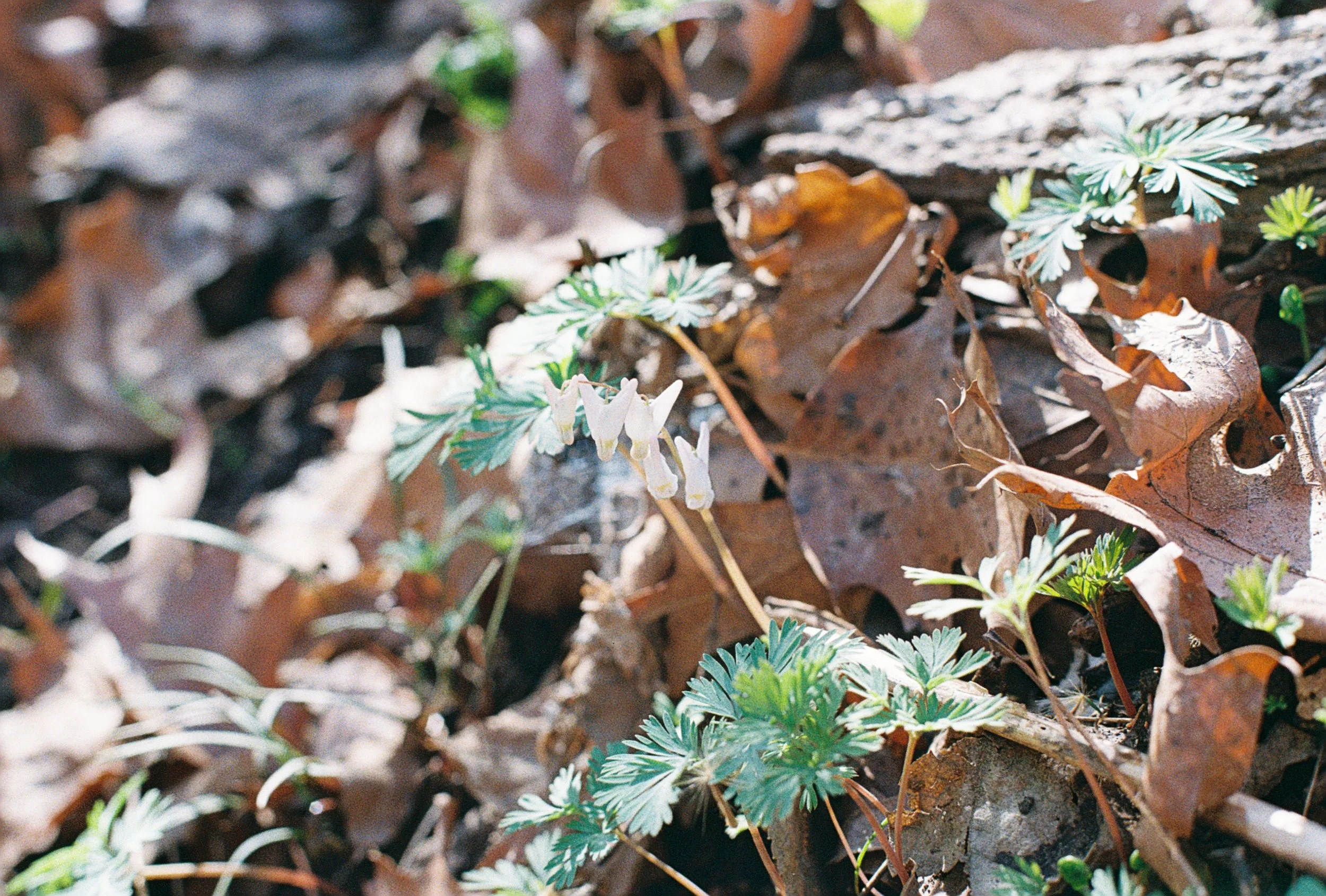 dutchmans breeches 2.JPG