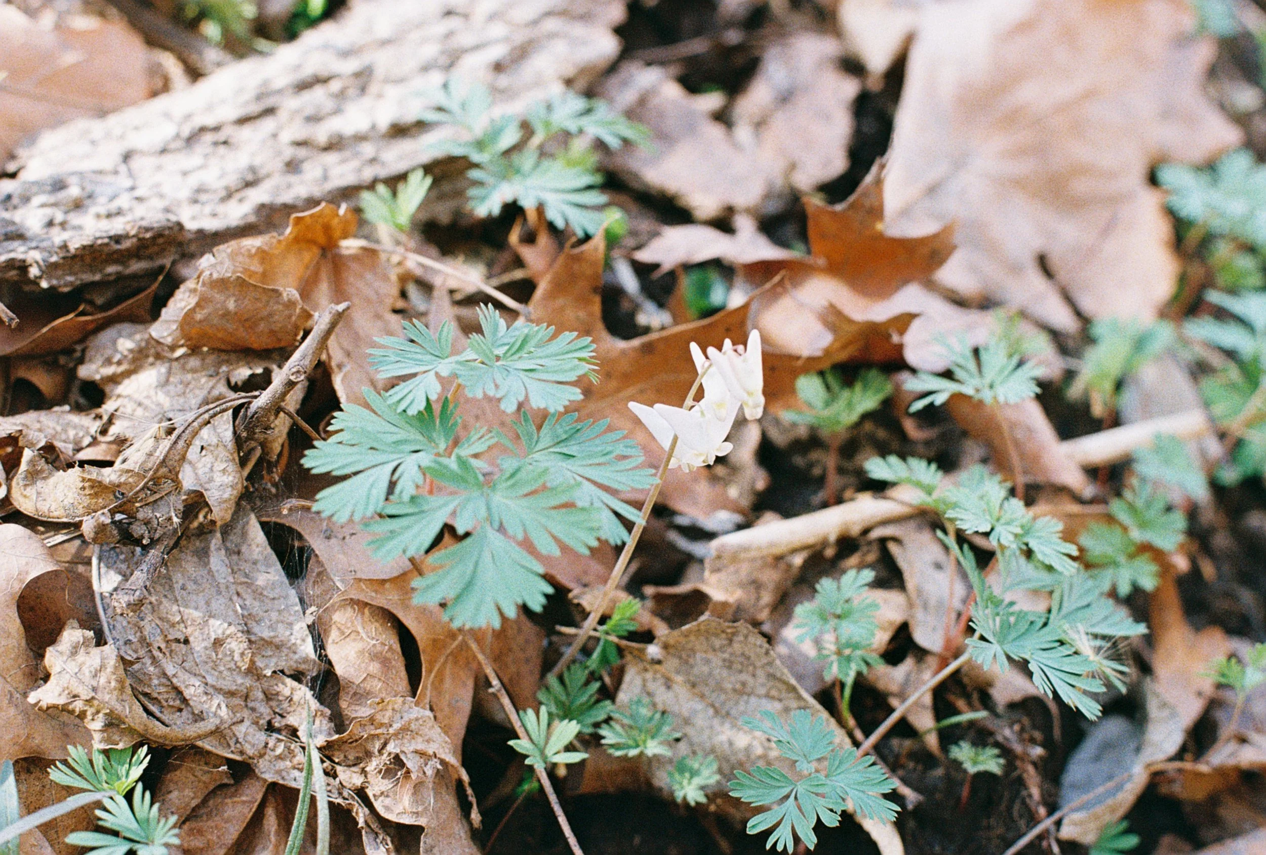 dutchmans breeches 3.JPG