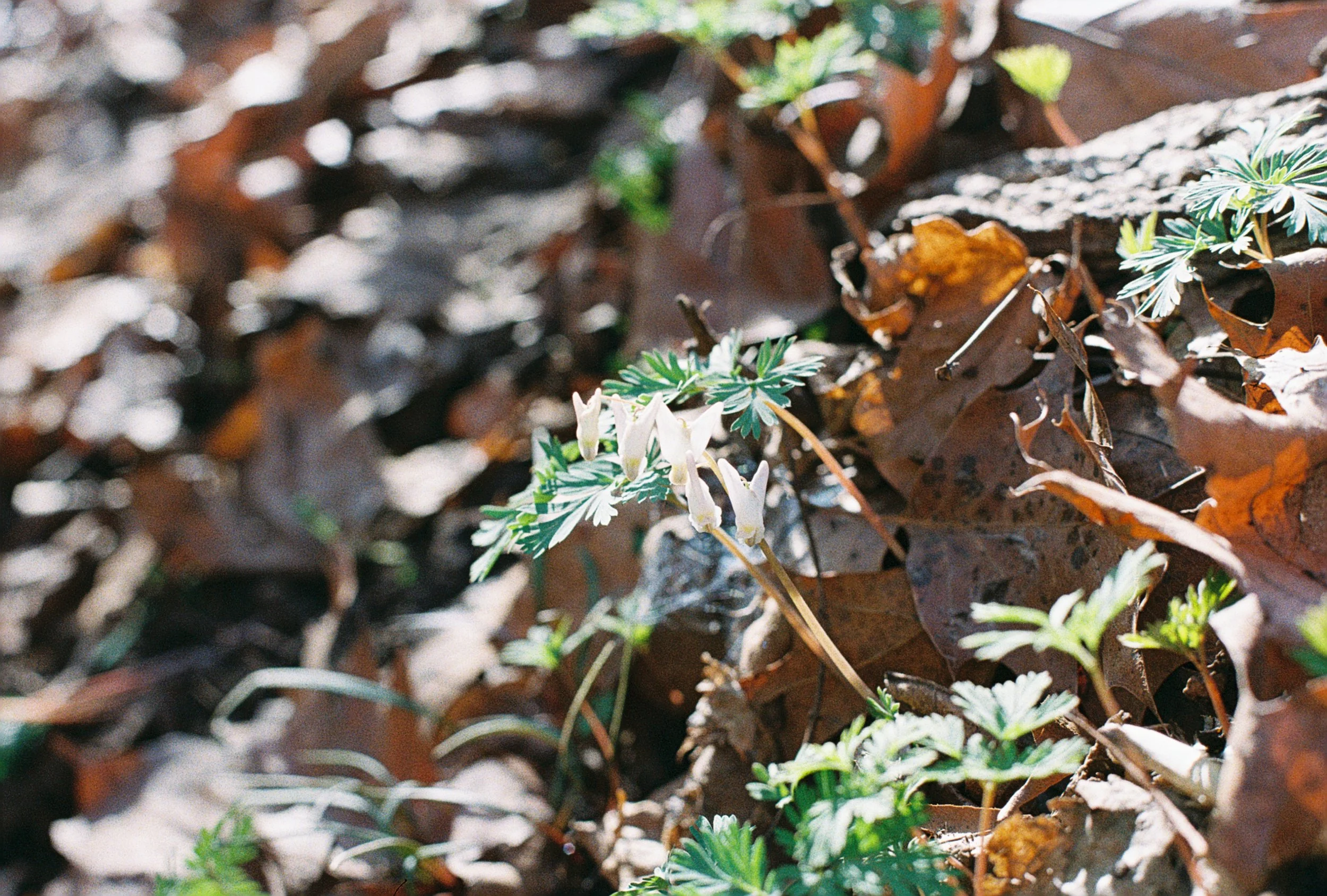 dutchmans breeches 4.JPG