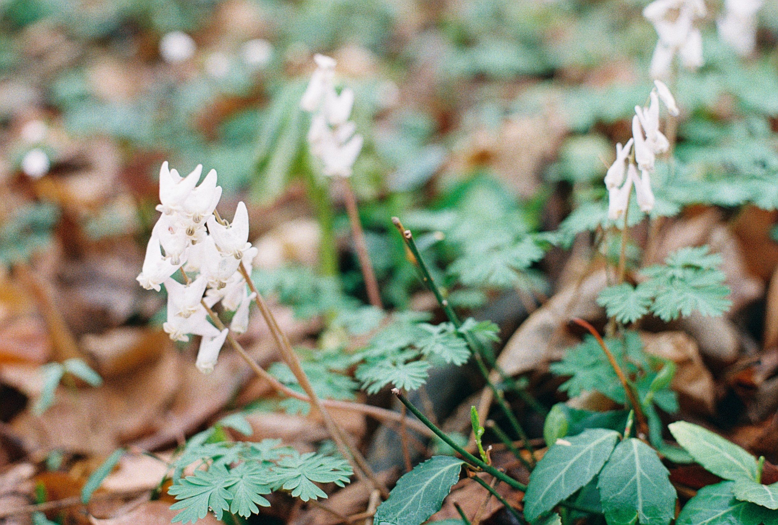 dutchmans breeches.JPG