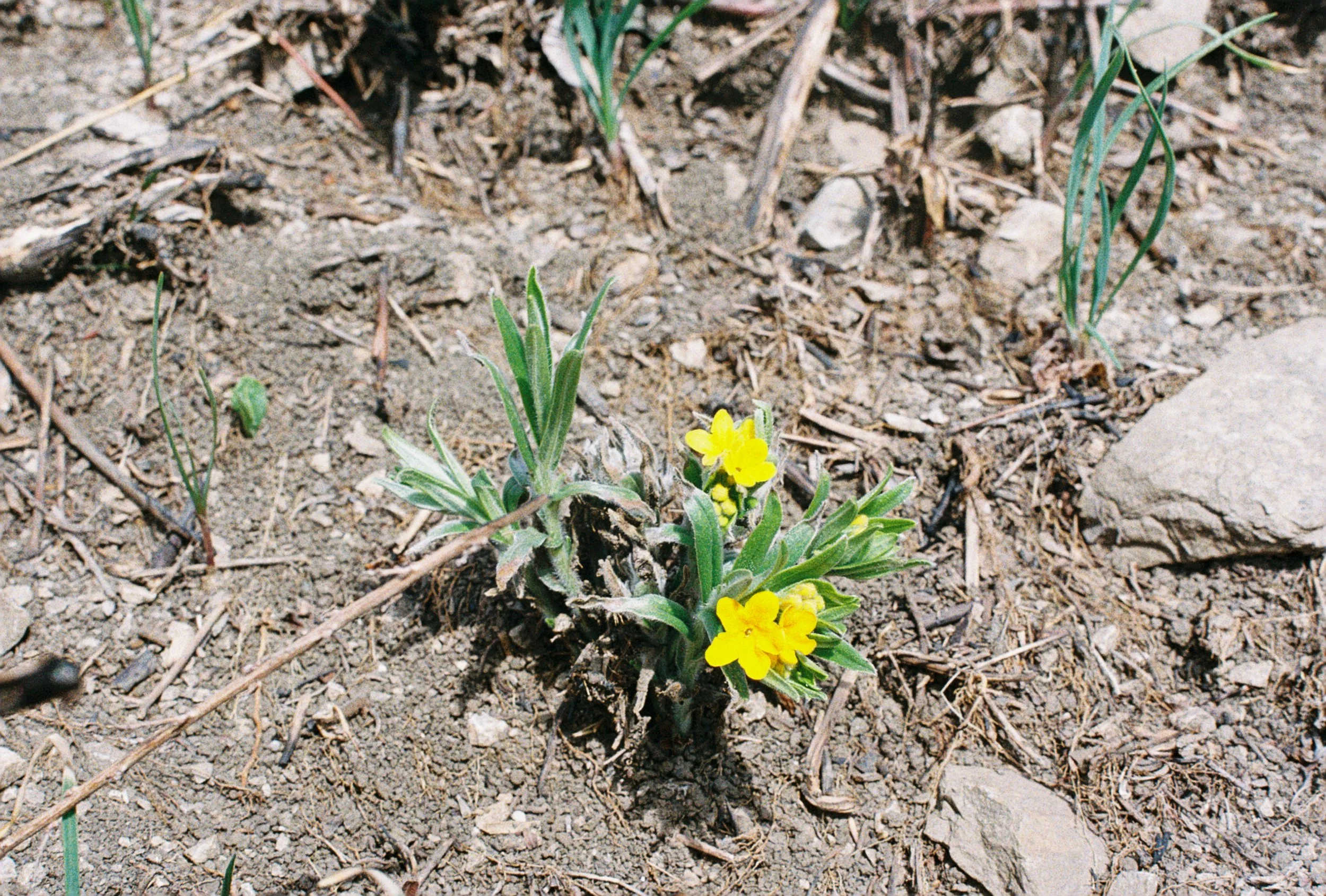 hoary puccoon.JPG
