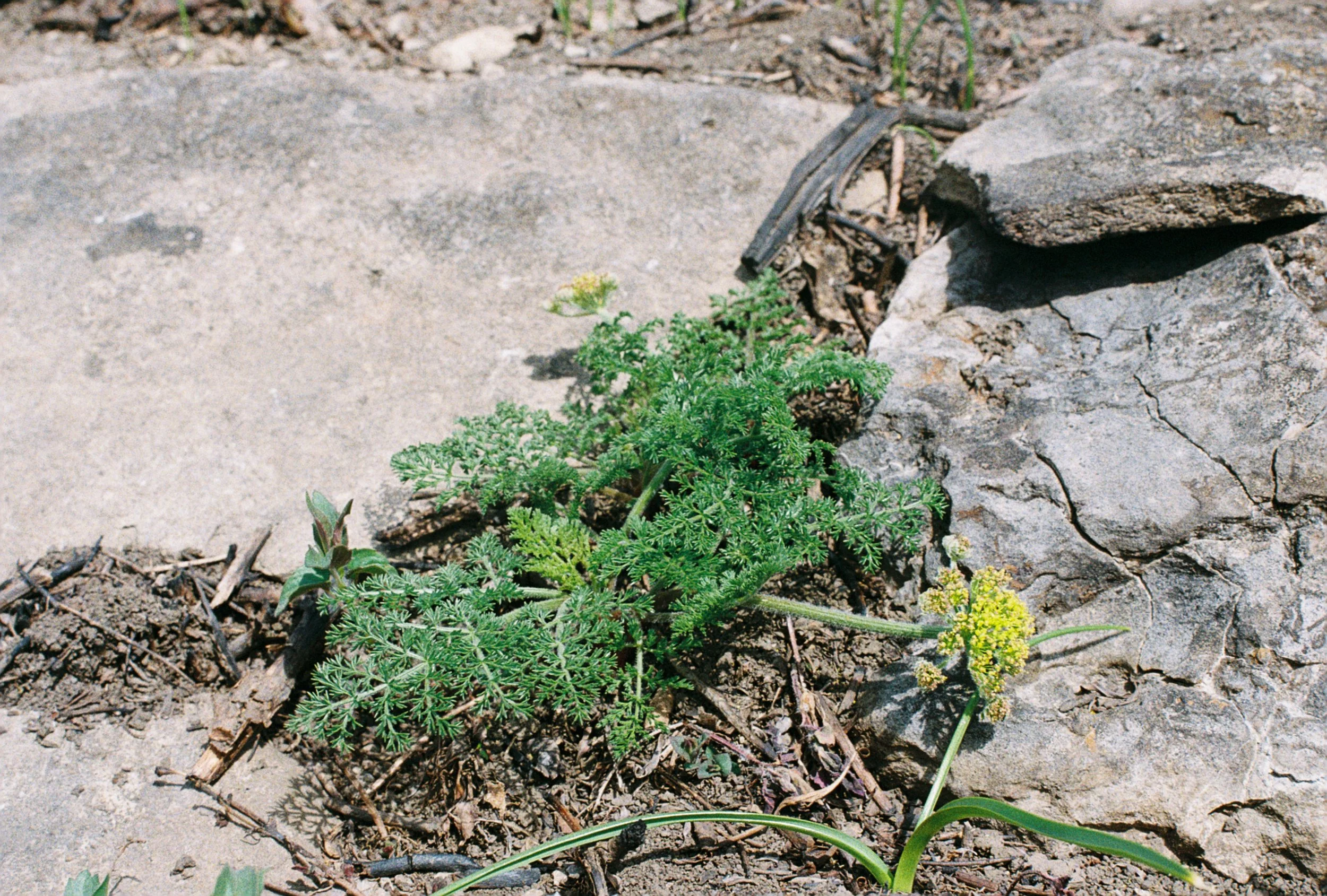 lomatium.JPG