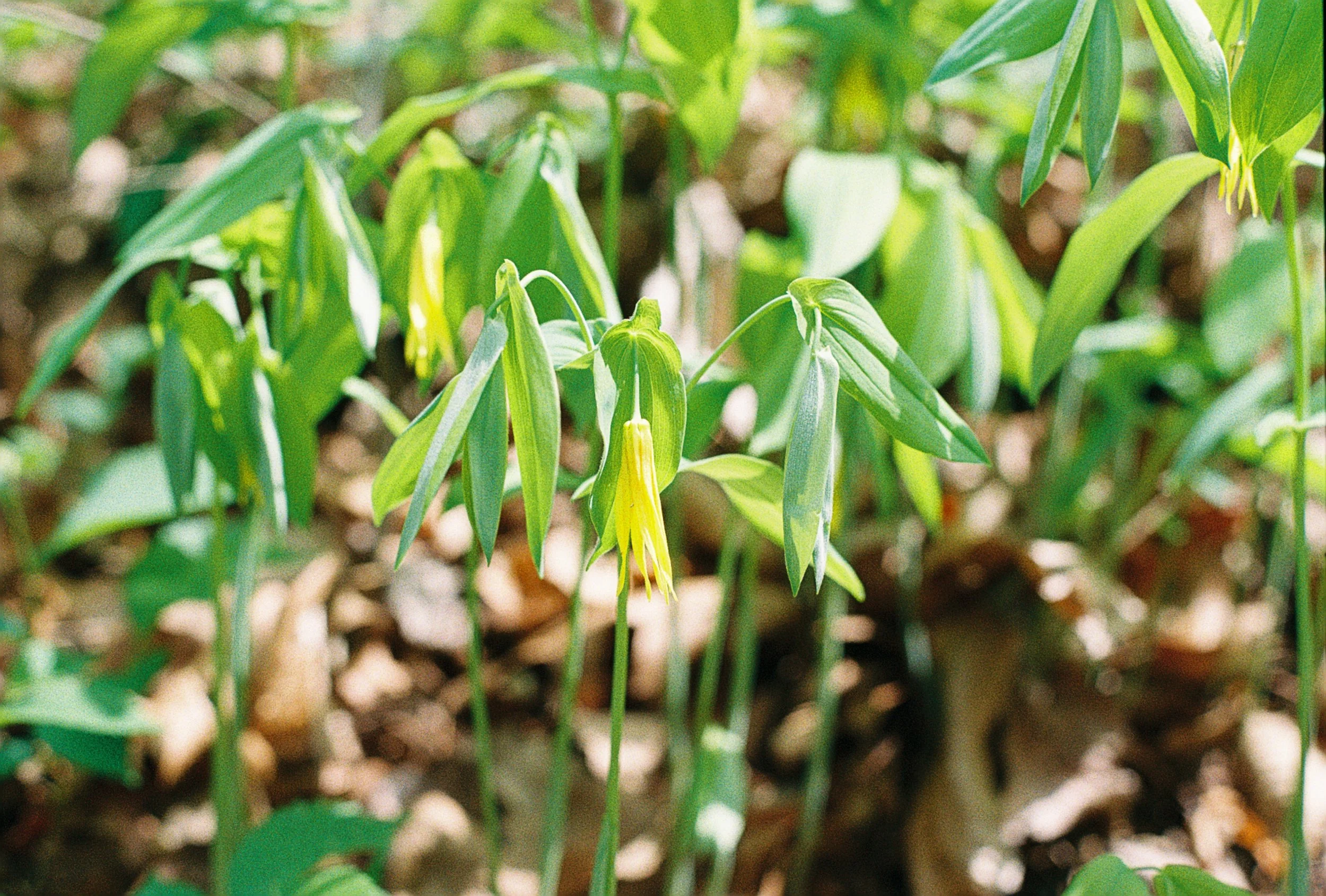 merrybells 2.JPG