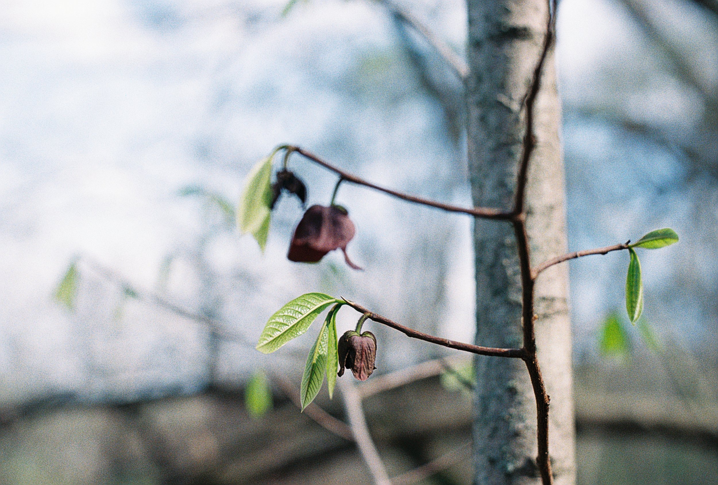 paw paw bloom.JPG