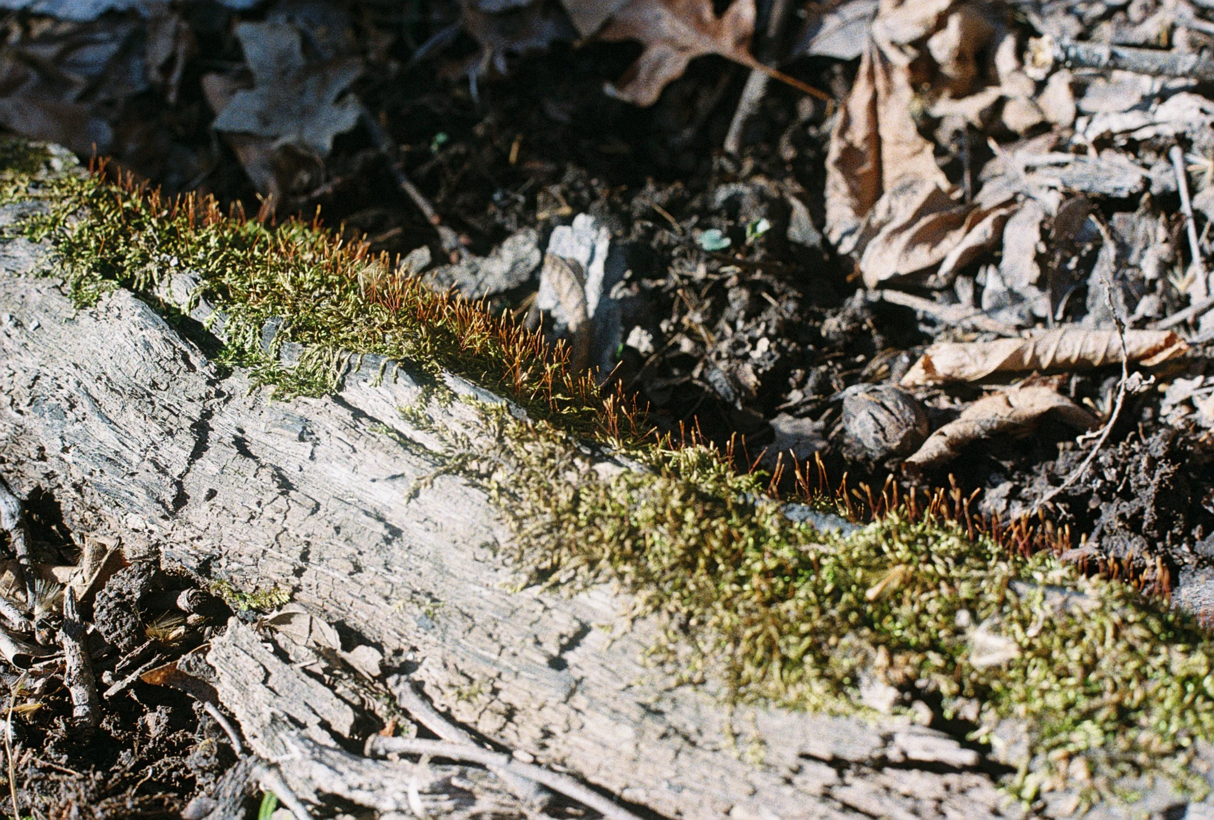 moss.JPG