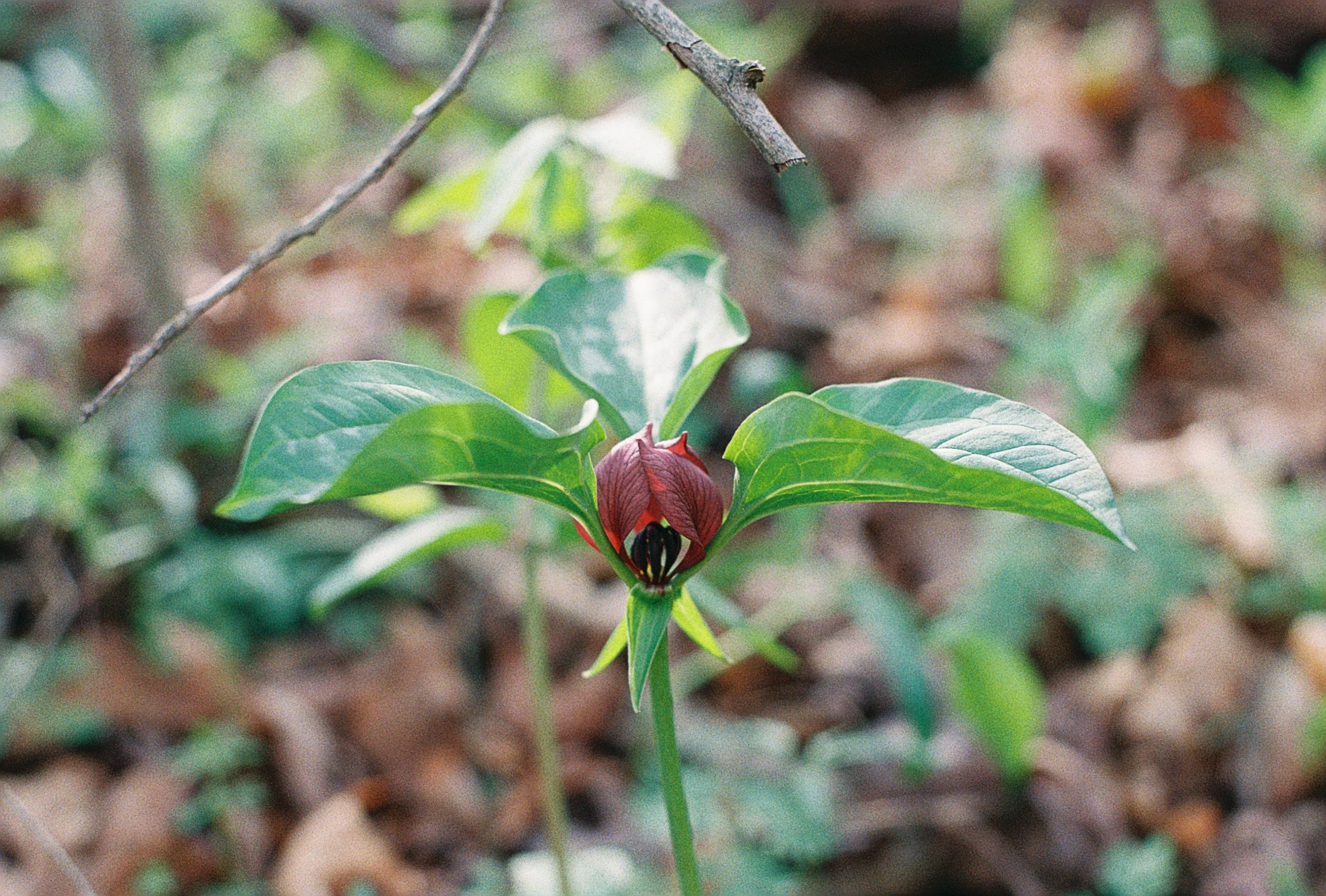 prairie trillium.JPG