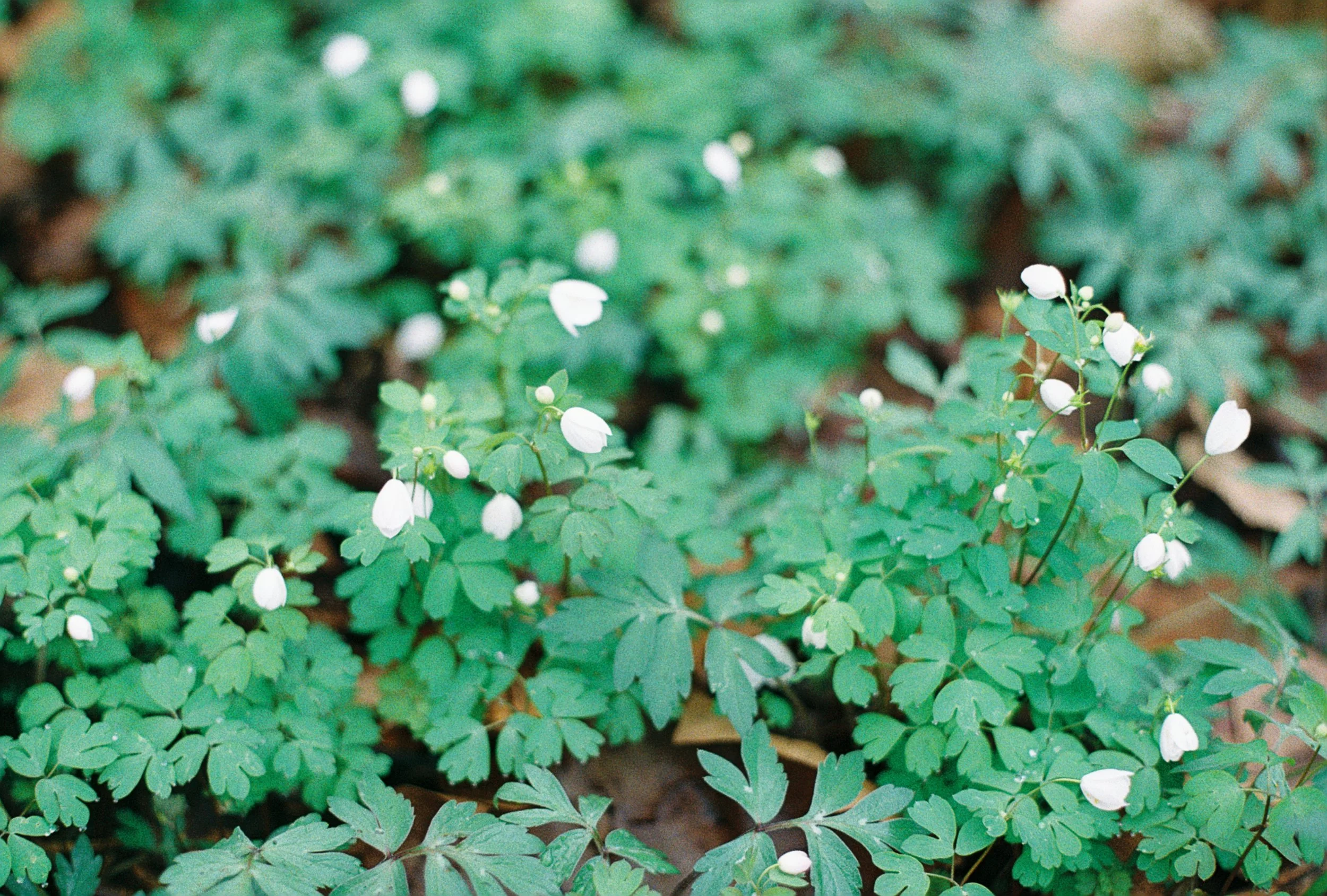 spring beauties 2.JPG