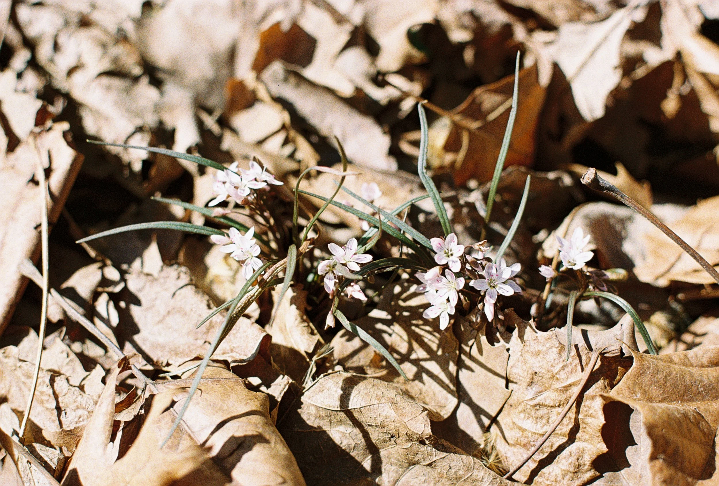 spring beauties 3.JPG