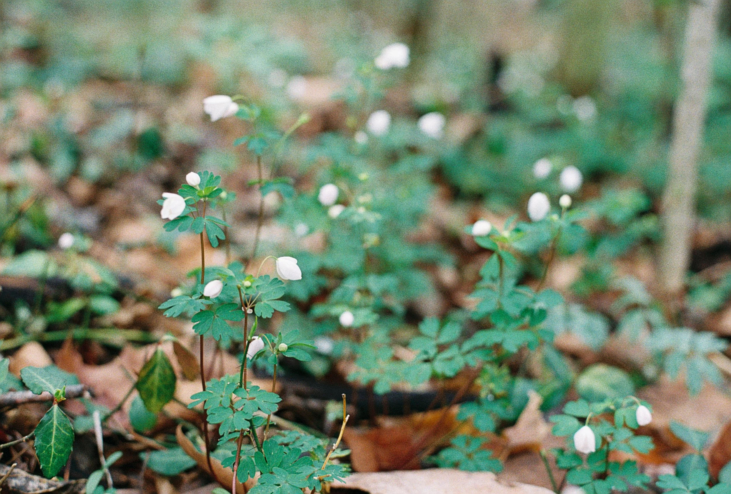 spring beauties 4.JPG