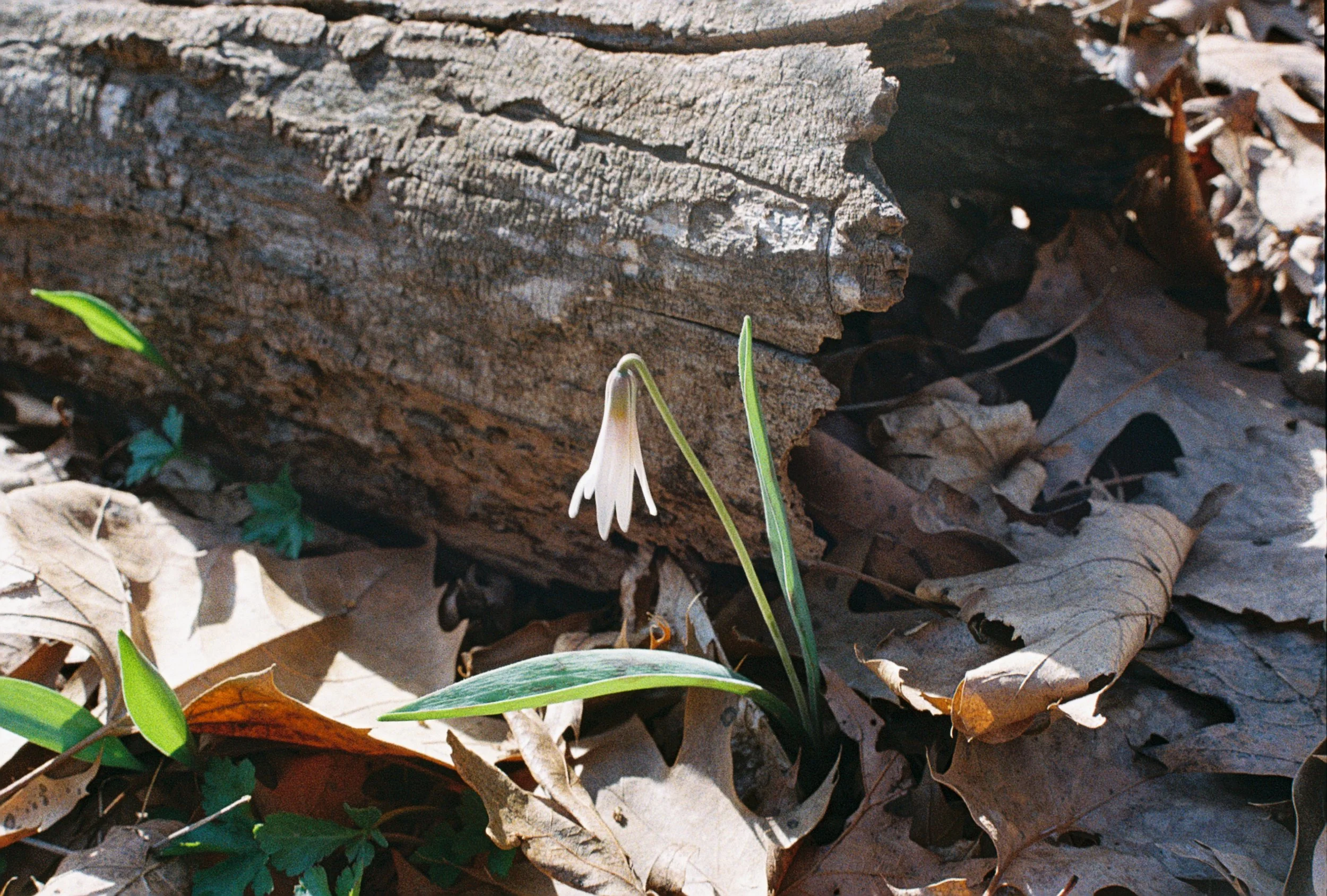 trout lily 2.JPG
