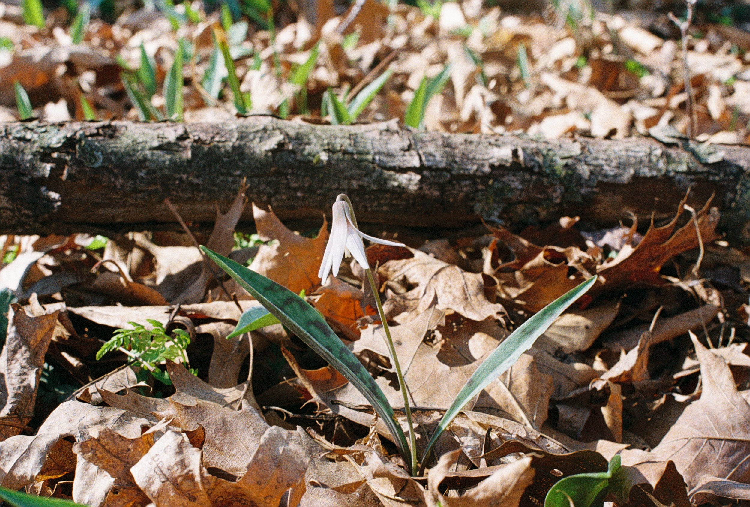 trout lily 3.JPG