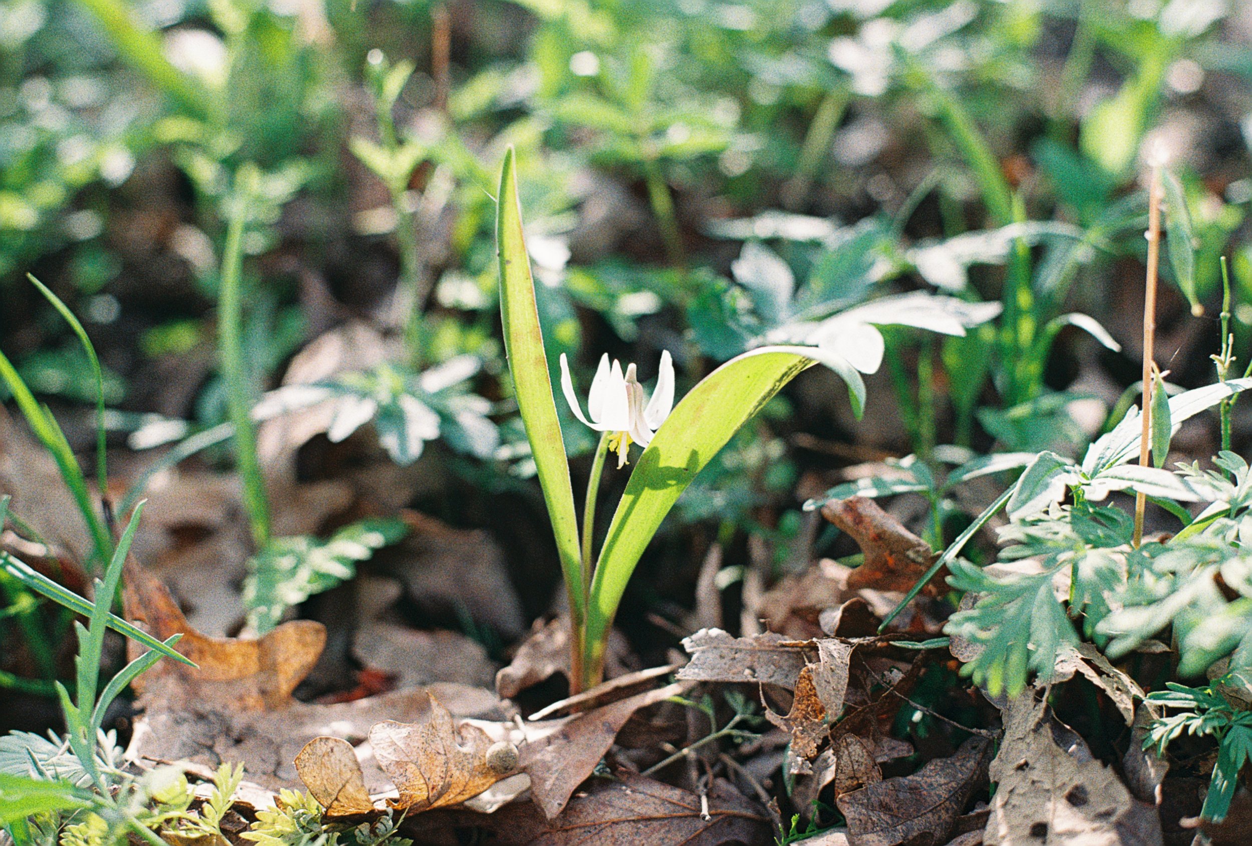 trout lily.JPG