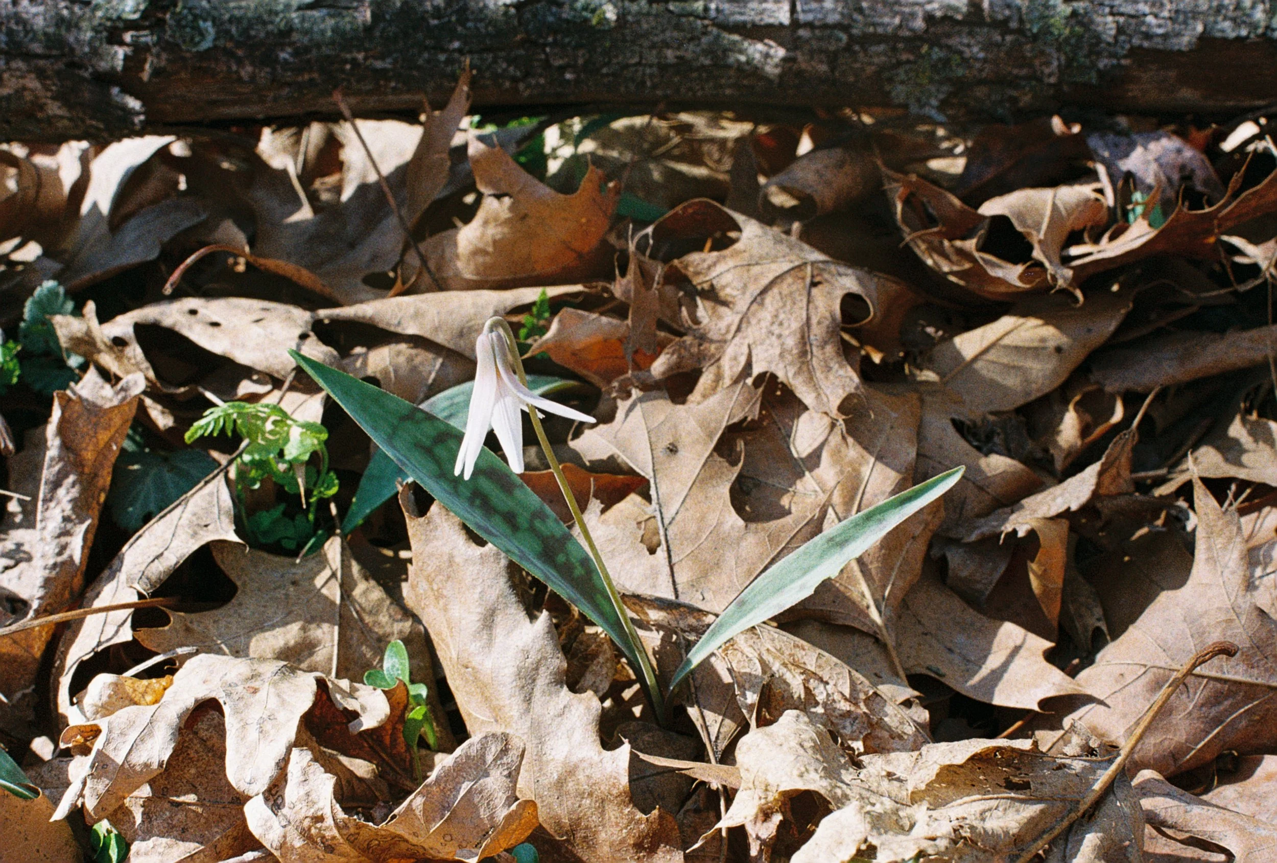 trout lily 4.JPG