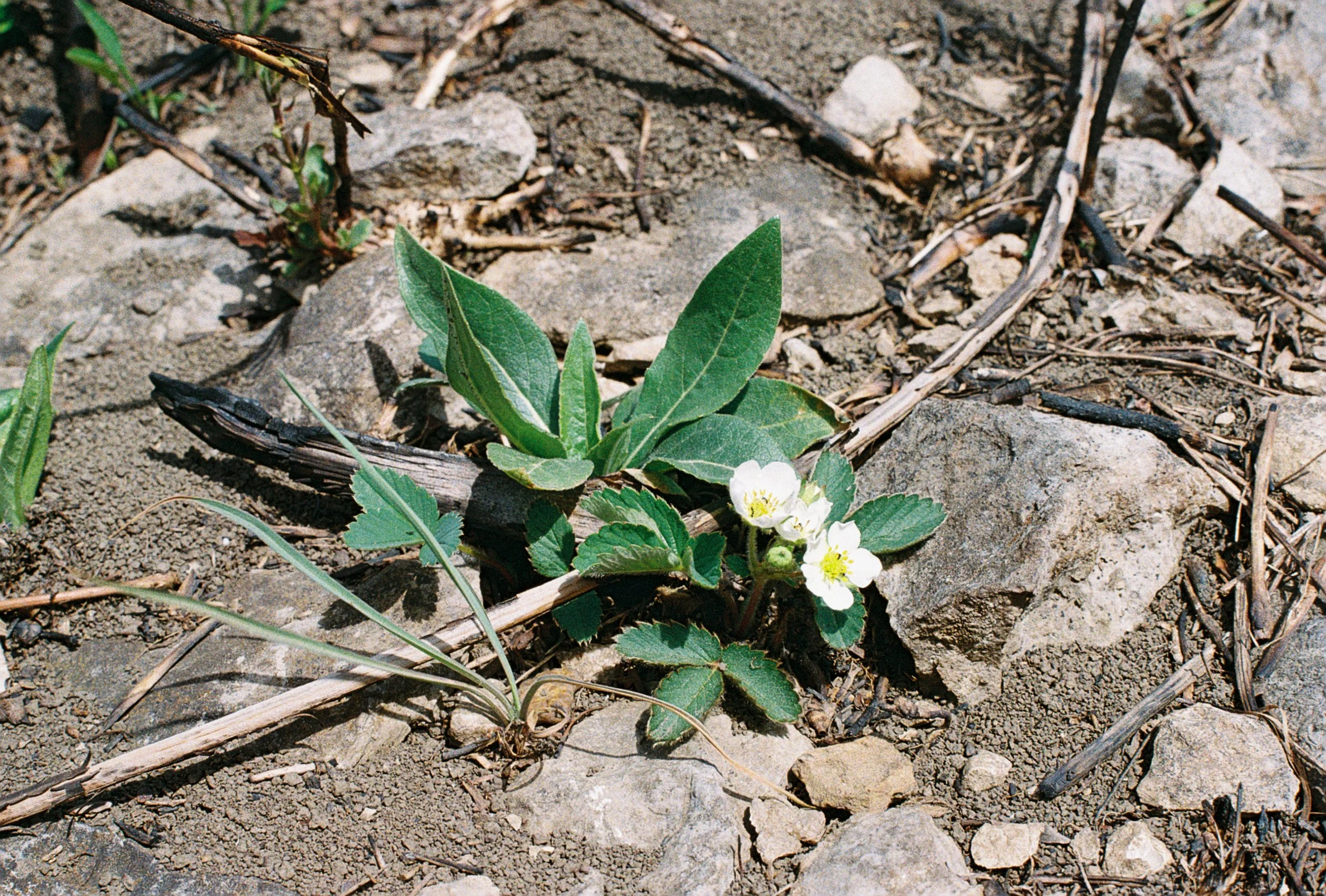 virginia strawberry.JPG