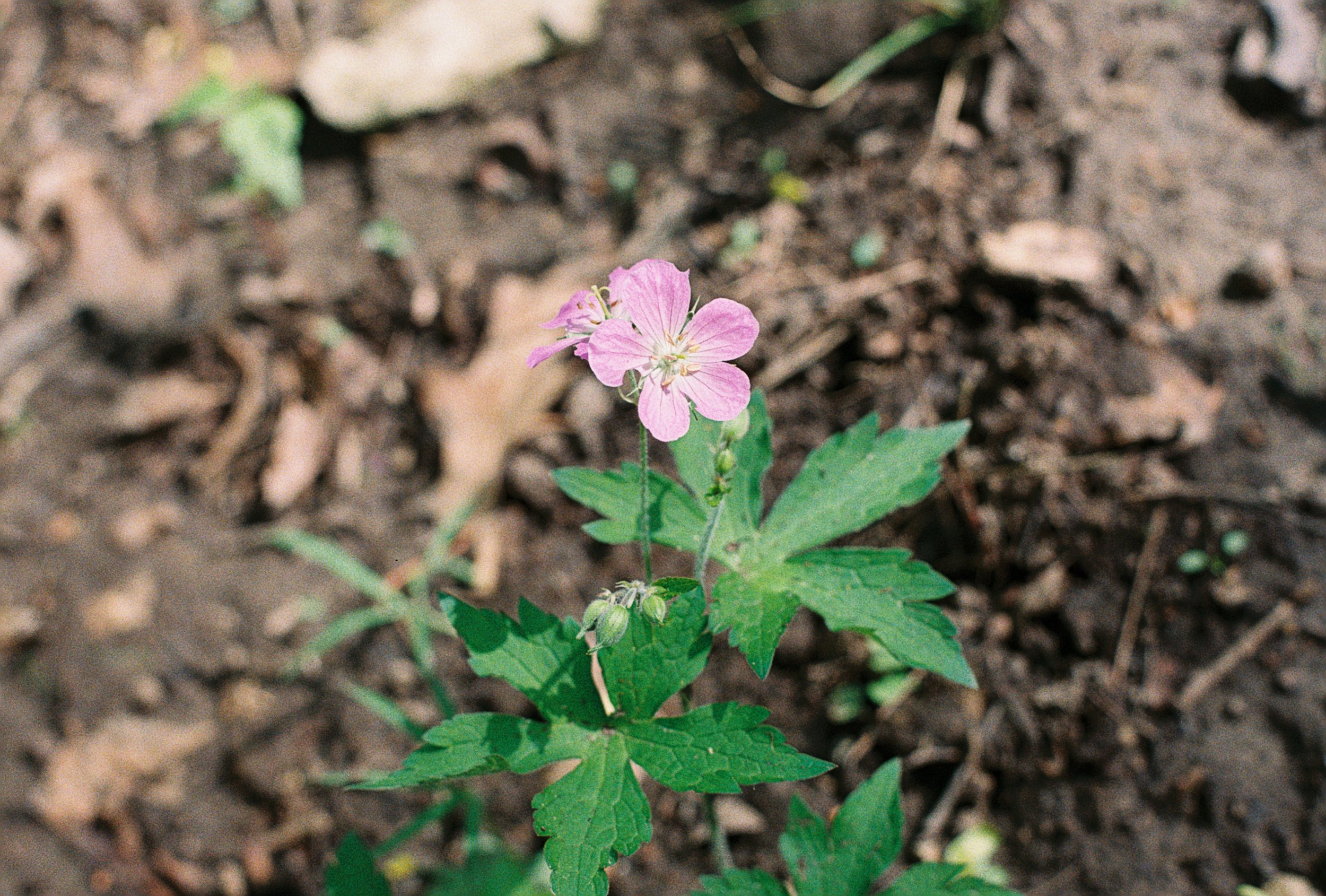 wild geranium.JPG