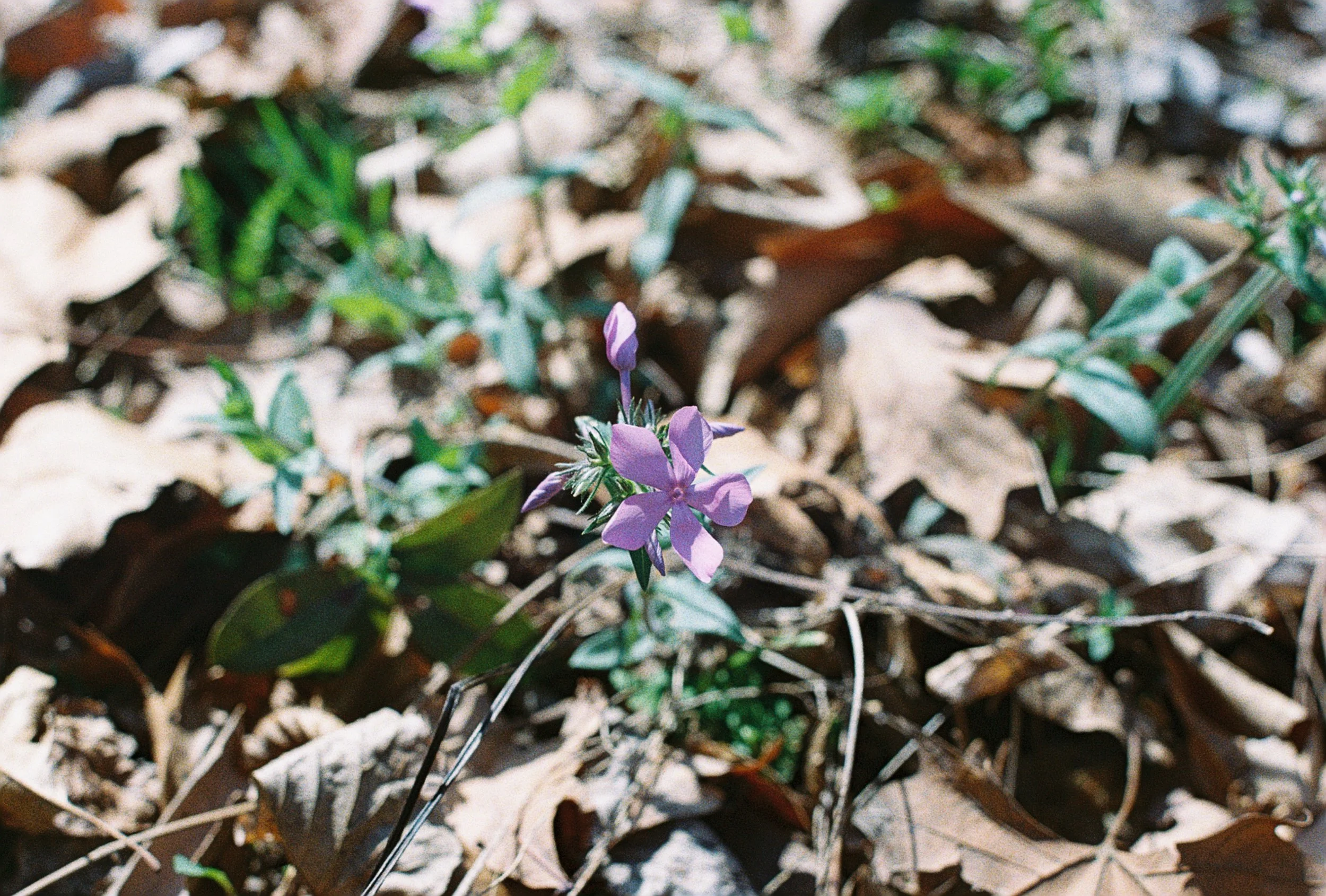 woodland phlox.JPG