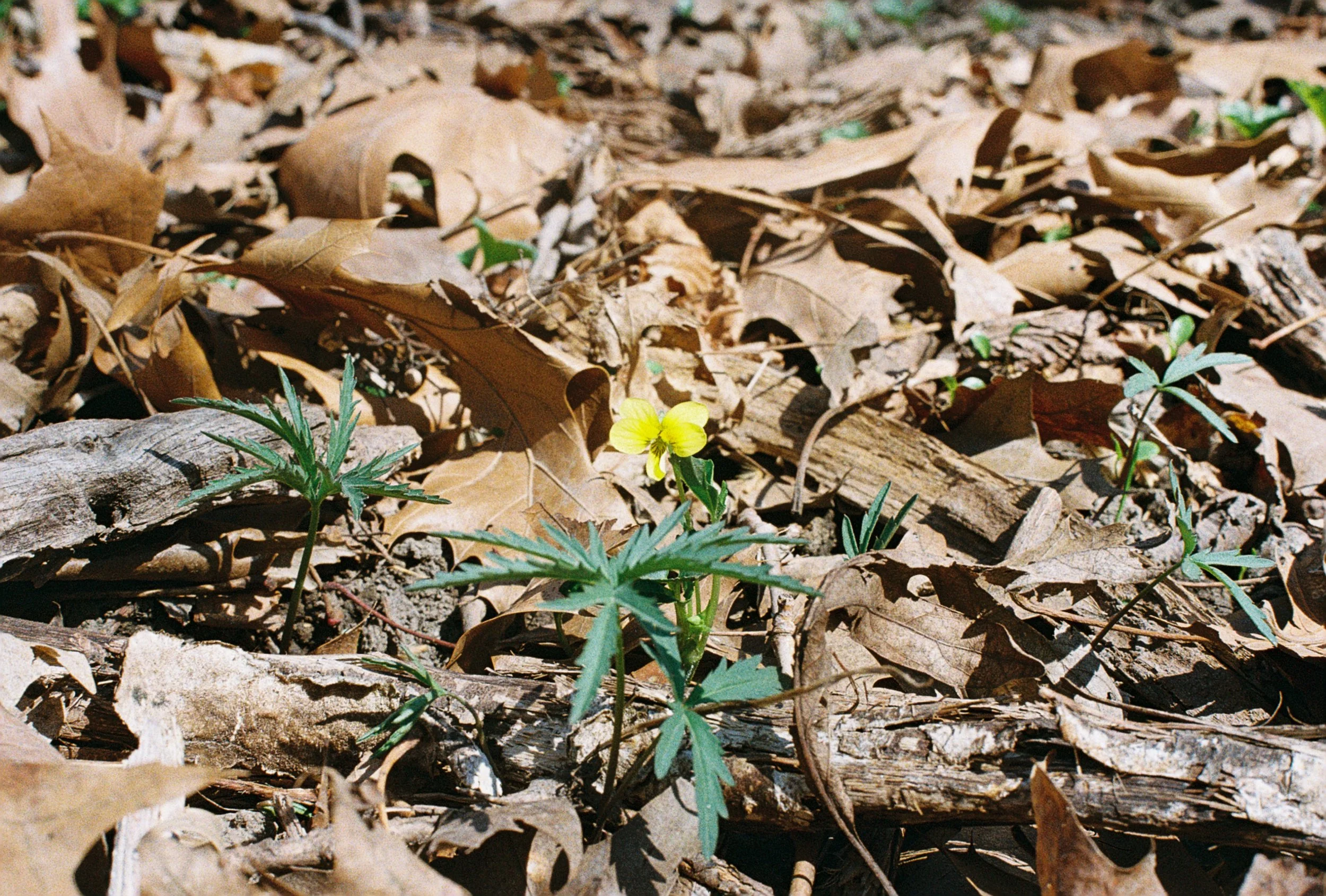 yellow violet.JPG
