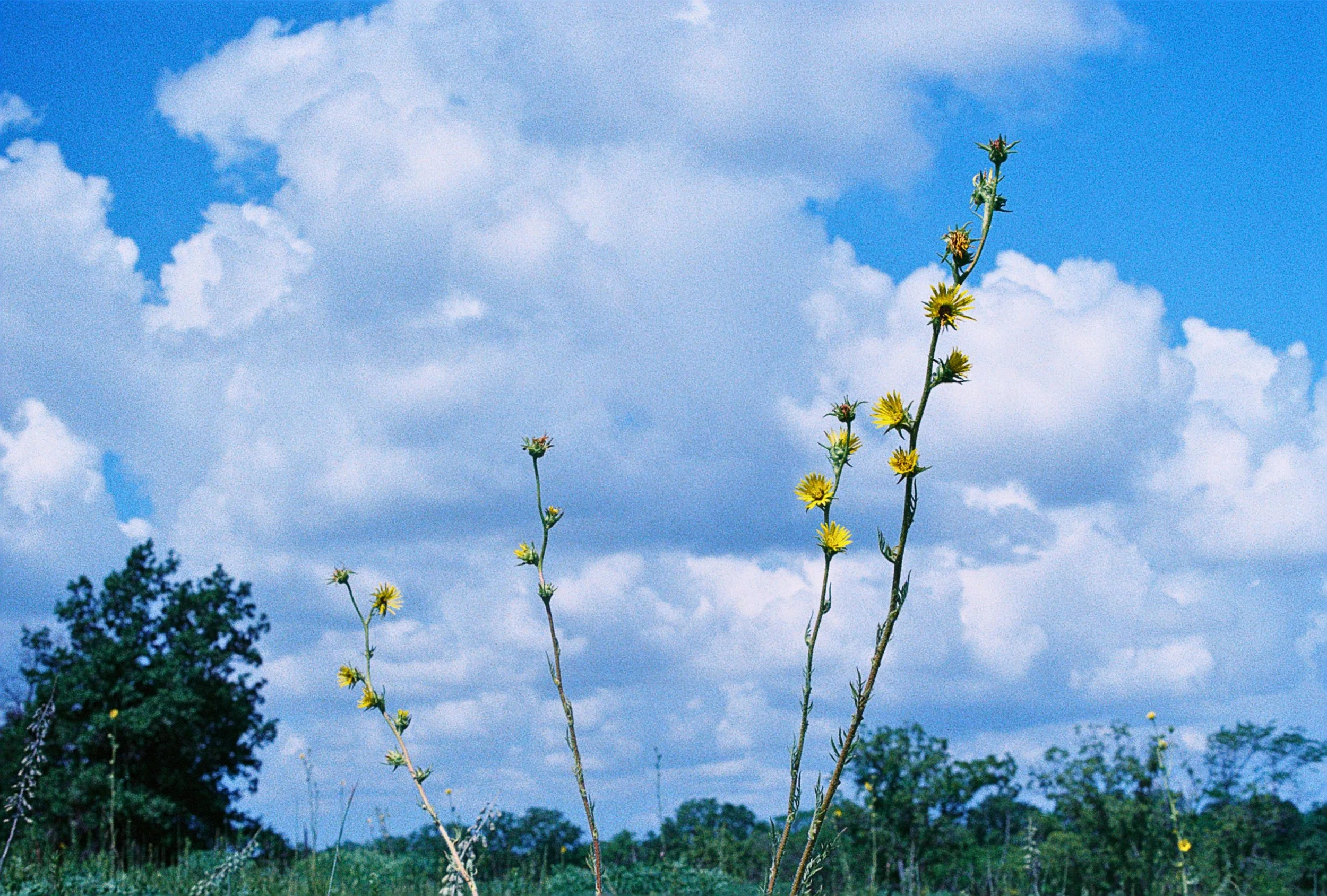 jerry compass plant.jpg
