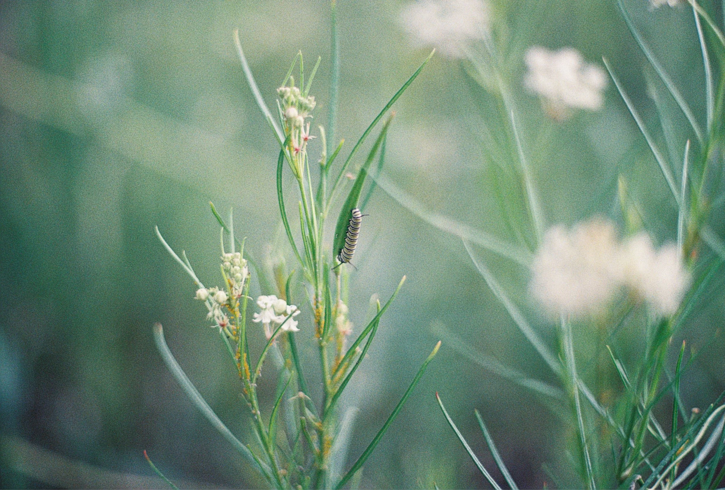 jerry monarch caterpillar.jpg